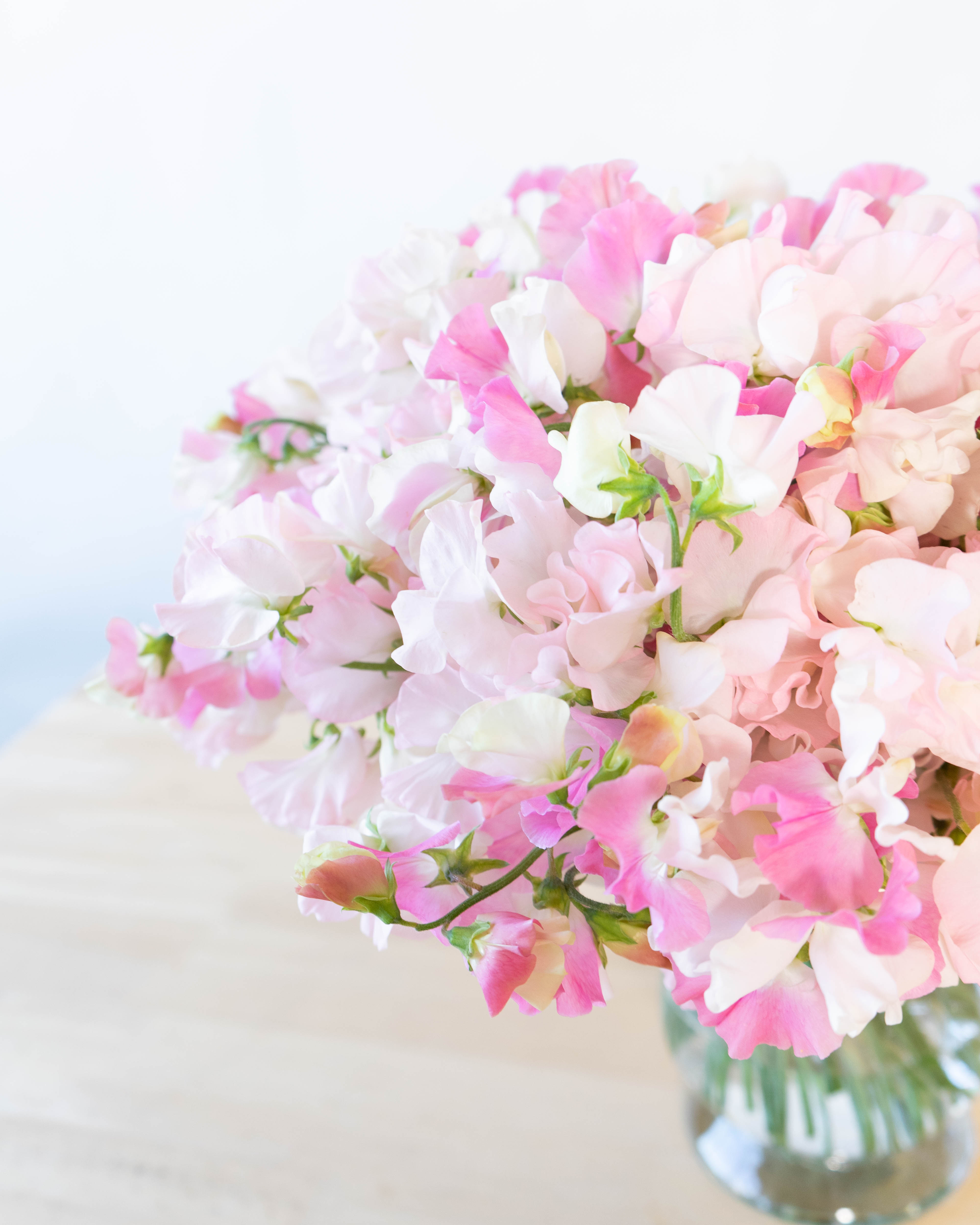 産地直送 スイートピー花束 ピンクL 産直箱（100本入り）／宮崎 太陽