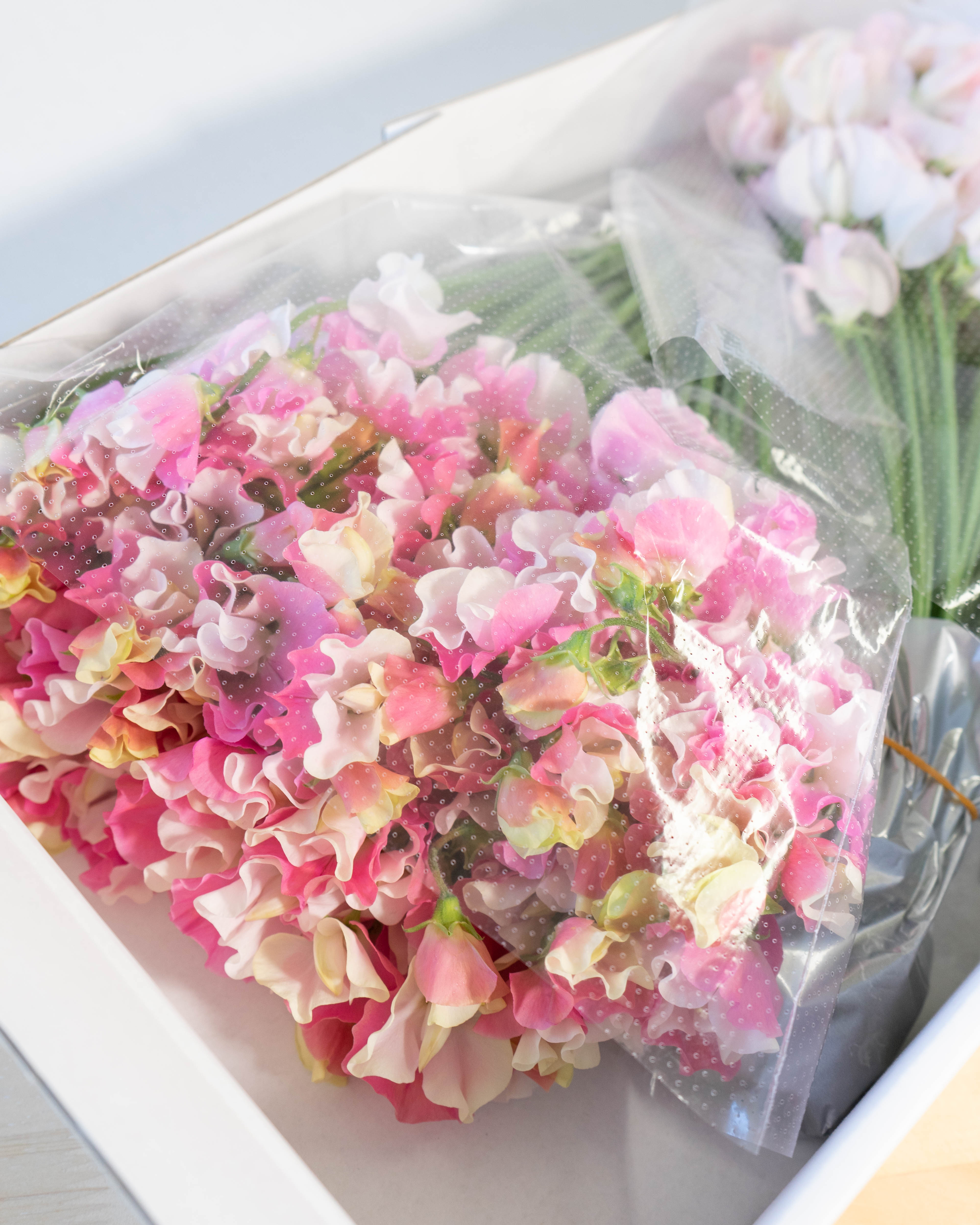 産地直送 スイートピー花束 ピンクL 産直箱（100本入り）／宮崎 太陽