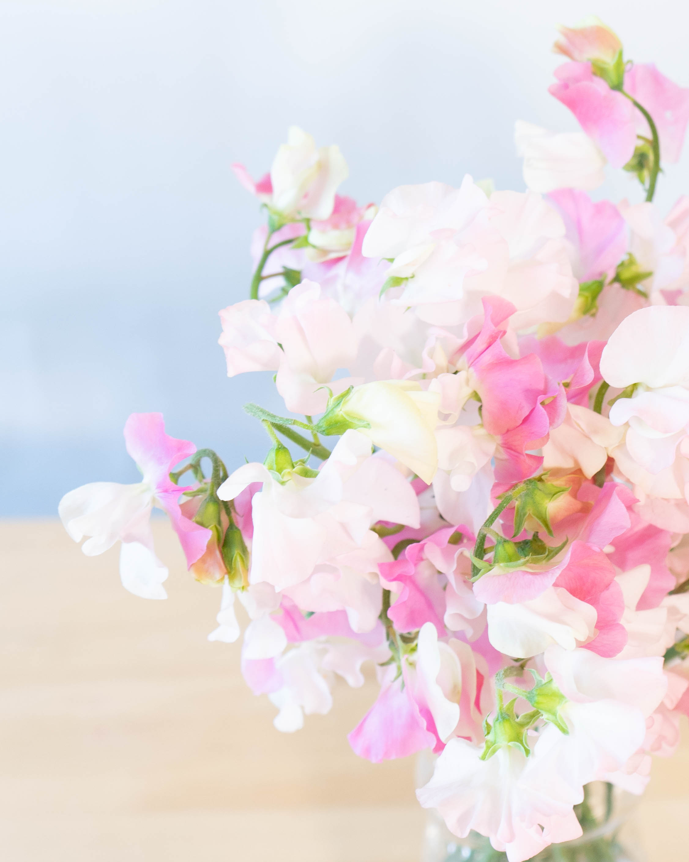 産地直送 スイートピー花束 ピンクS（20本入り）ギフト