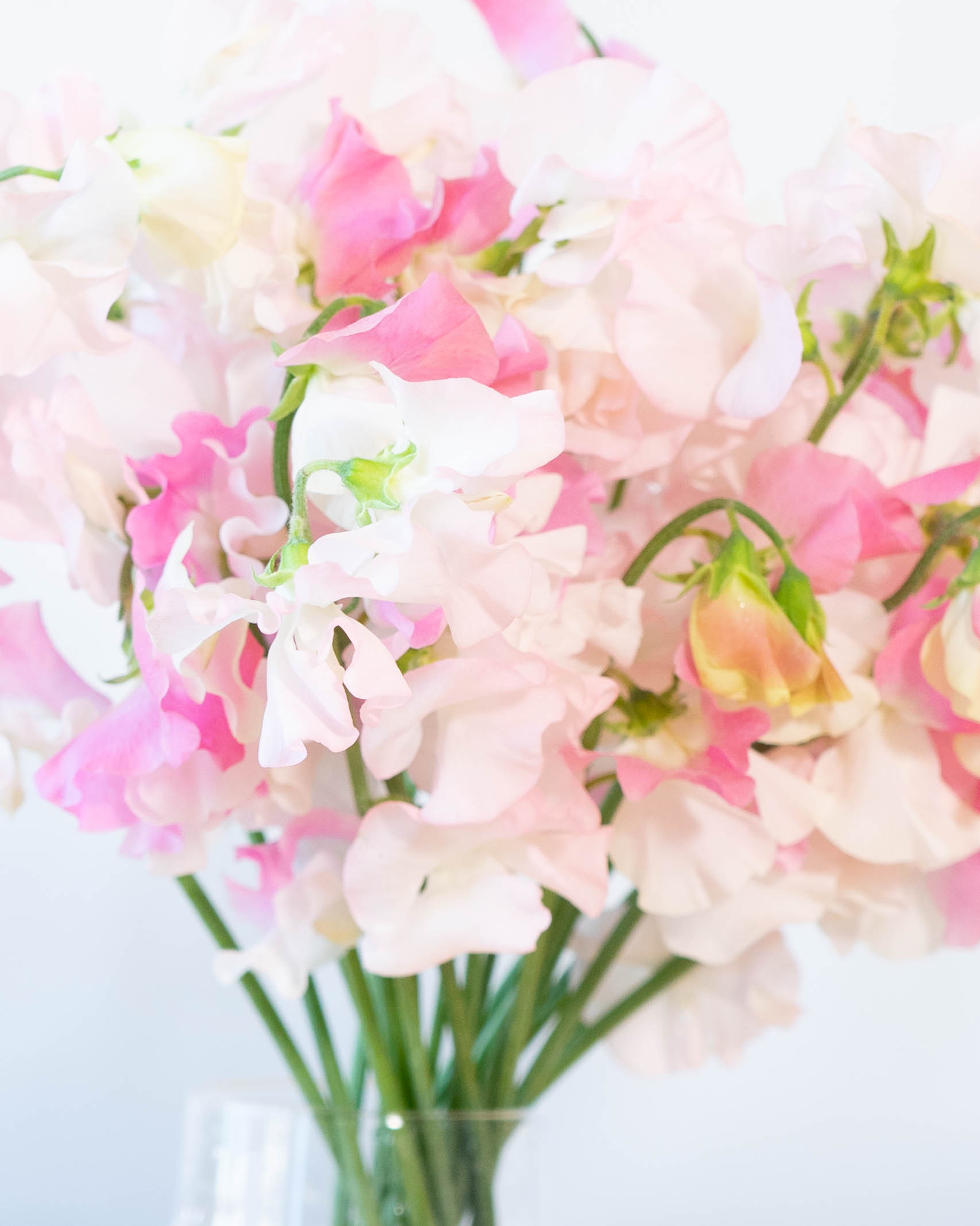 ドライフラワー花材】ピンク系 スイートピー・バラ 28