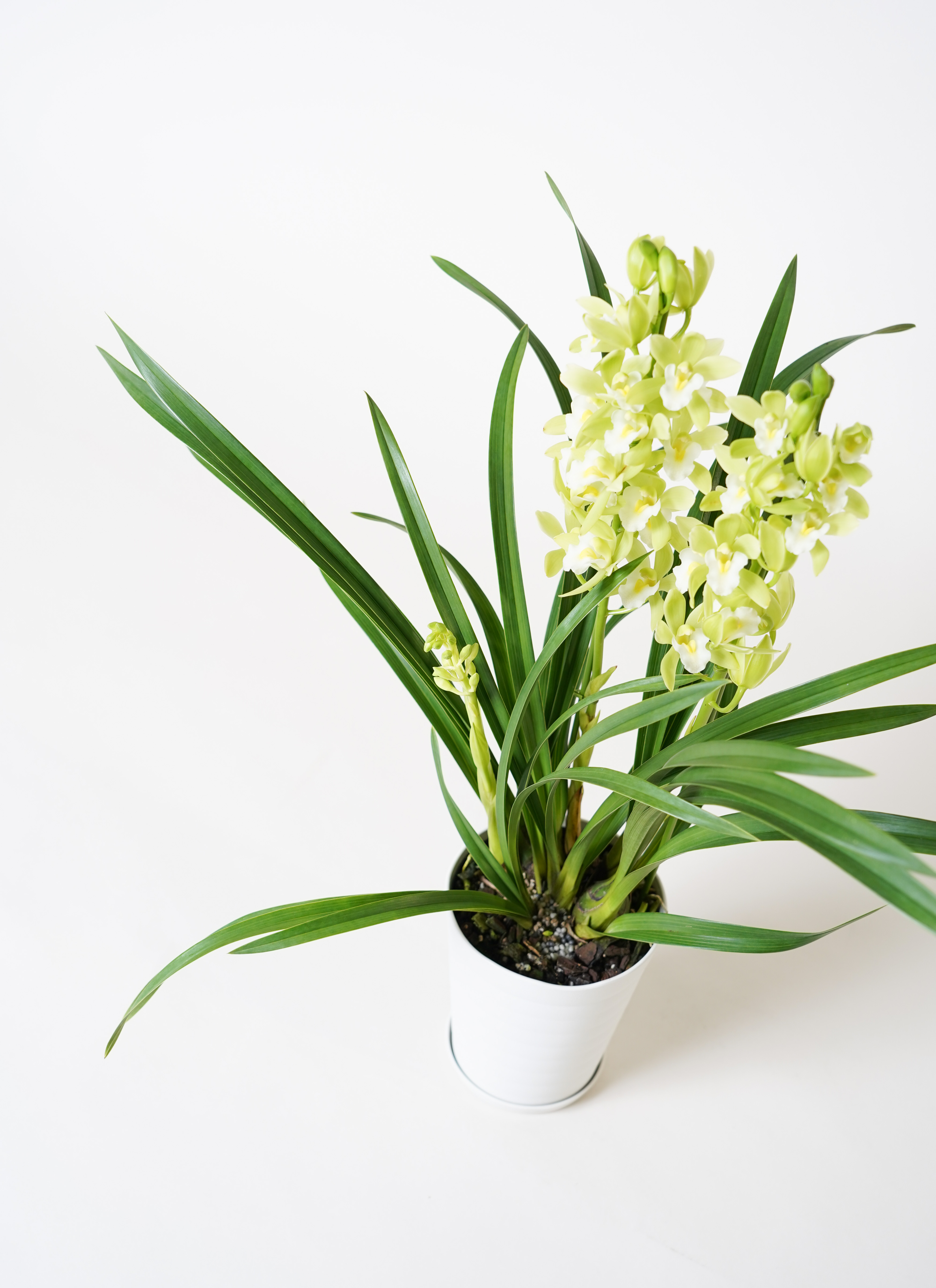 加工60×75 2枚 100×178 2枚お花大きめ グリーン 緑 柄 2枚 産地直送 シンビジウム ミニ グリーン 2本立ち 化粧プラ鉢皿付