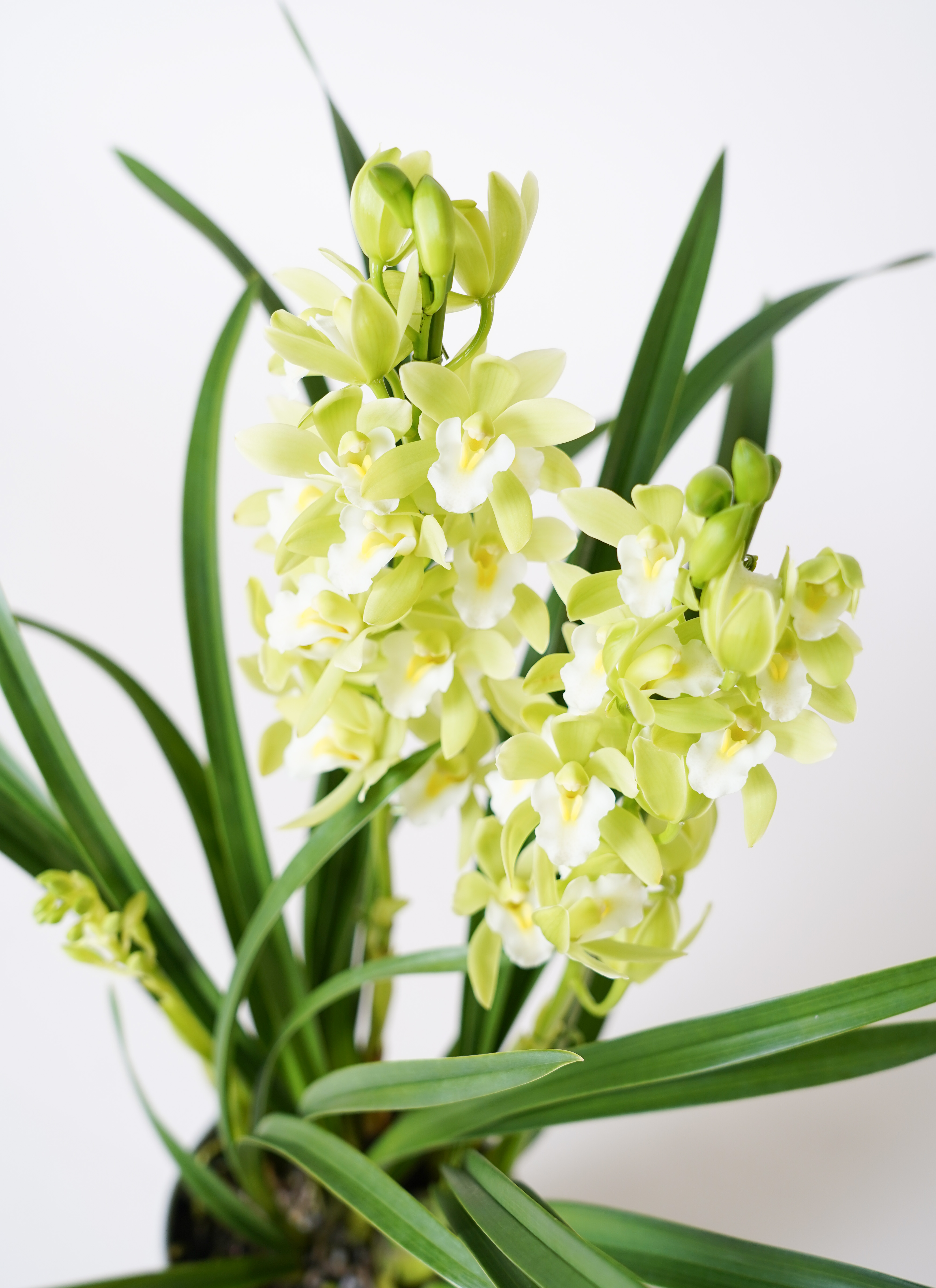 ８月末販売開始予定■ 大きなセローム シンボルグリーン 8月末販売開始予定□ 大きなセローム シンボルグリーン Helikko