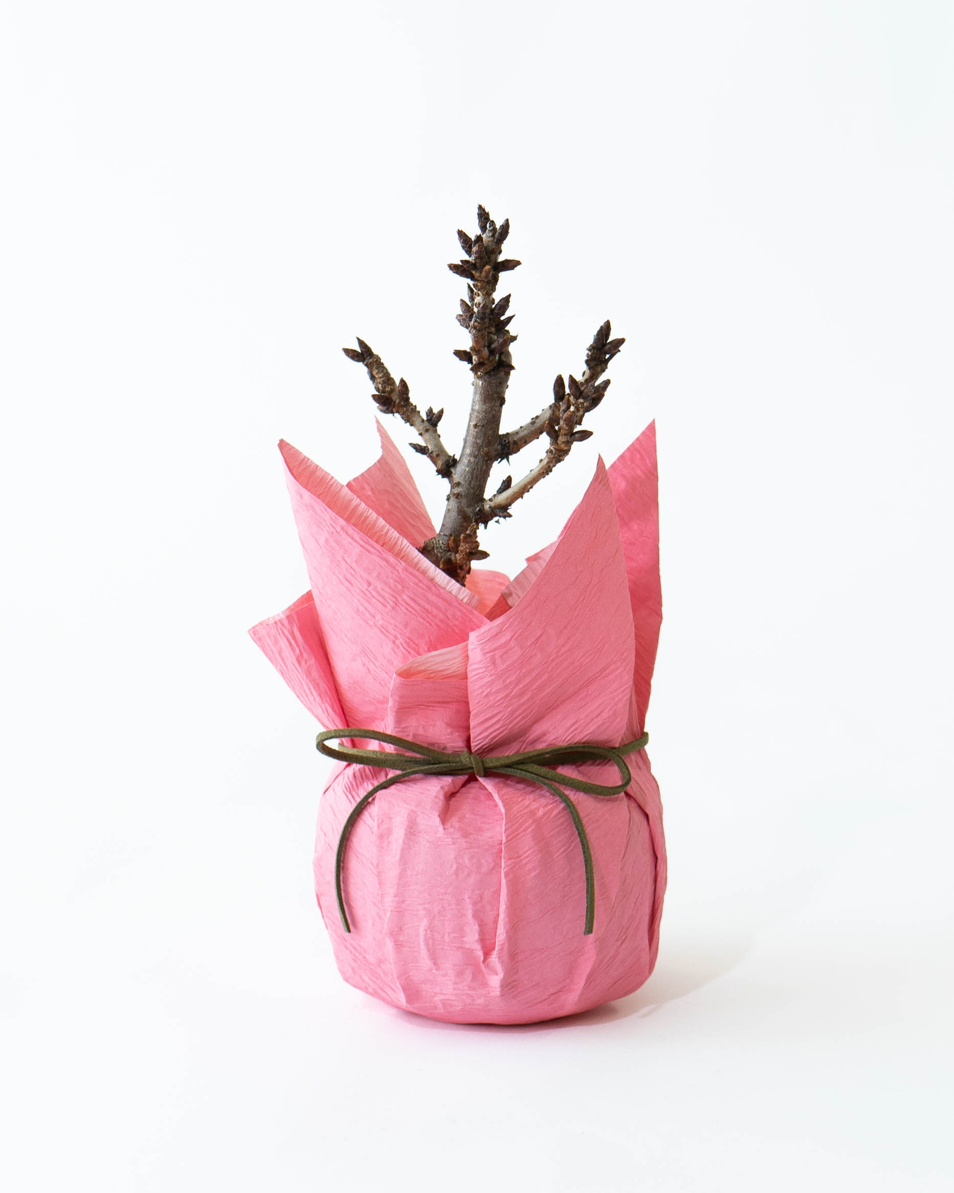 ♡JAPAN TEA 盛鉢 2枚セットパールブルー、ピンク♡ヤエ Japanese Tea Set Porcelain Teapot Teacup Sakura Pink Cherry