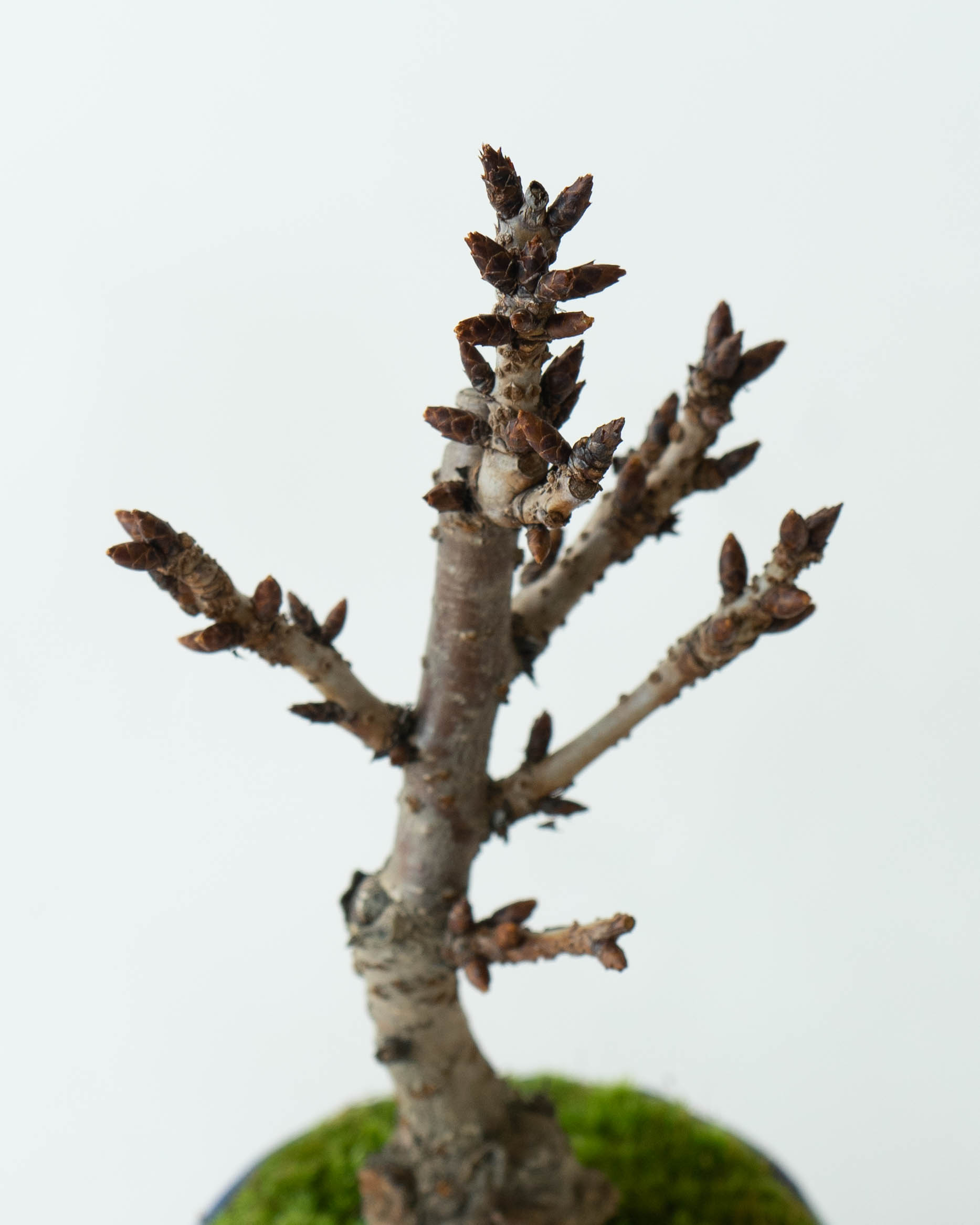 産地直送 盆栽 旭山桜 2Lサイズ 鉢色 瑠璃（受け皿セット