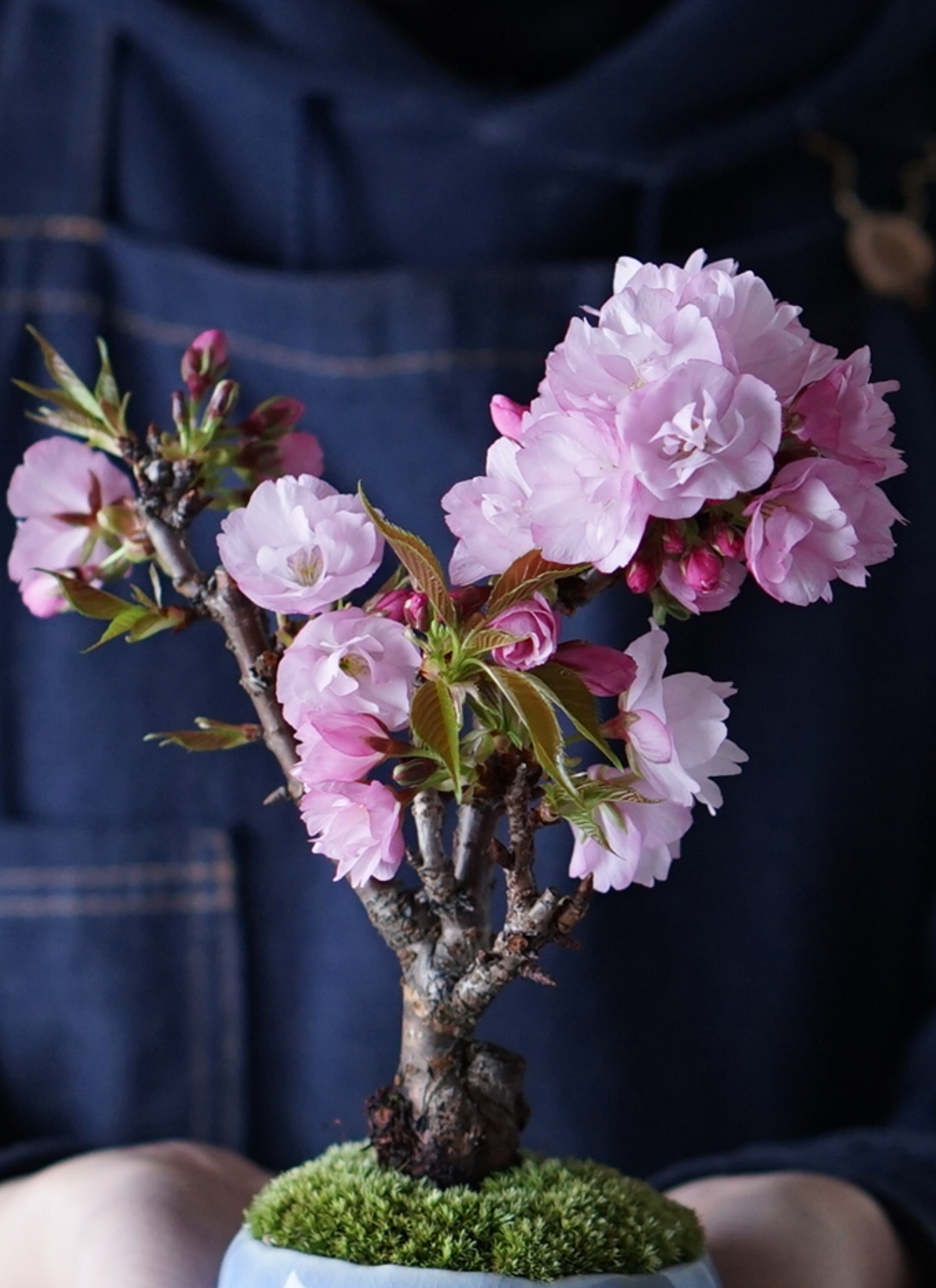 産地直送 盆栽 旭山桜 2Lサイズ 鉢色 瑠璃(受け皿セット 産地直送 盆栽 旭山桜 2Lサイズ 鉢色 瑠璃(受け皿セット