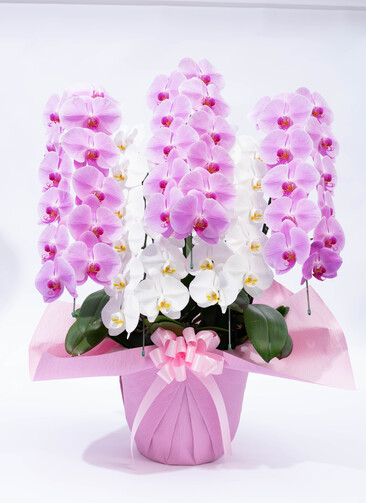 胡蝶蘭大輪 ピンク白ミックス 5本立（ピンク白ピンク）50輪以上