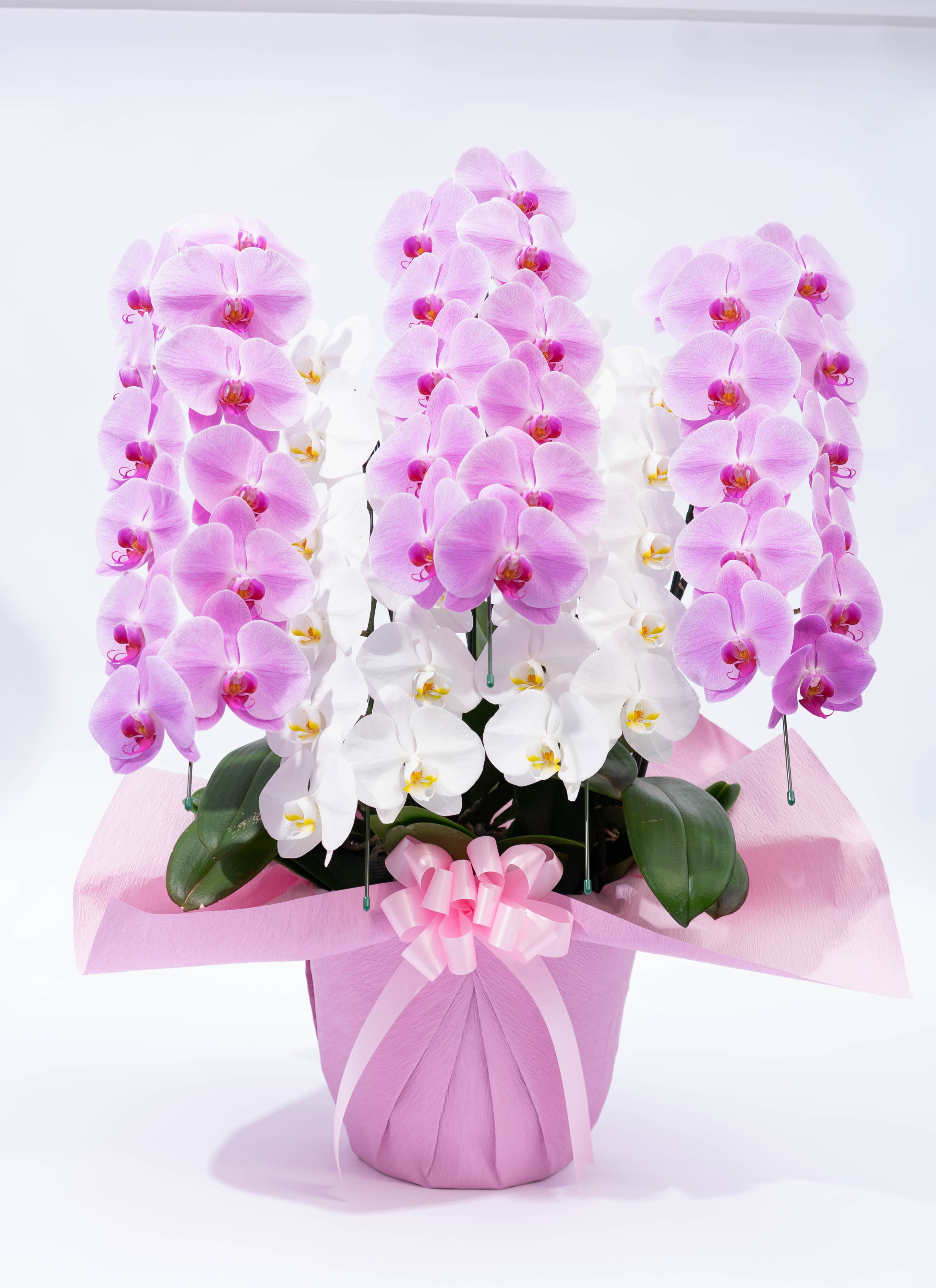 ラ*ク様 ☘️お盆イベント☘️98 【チビチビ超コンパクト　超小輪】クリスマスロ 楽天市場】盆提灯 盆ちょうちん 新型提灯 おしゃれ かわいい LED