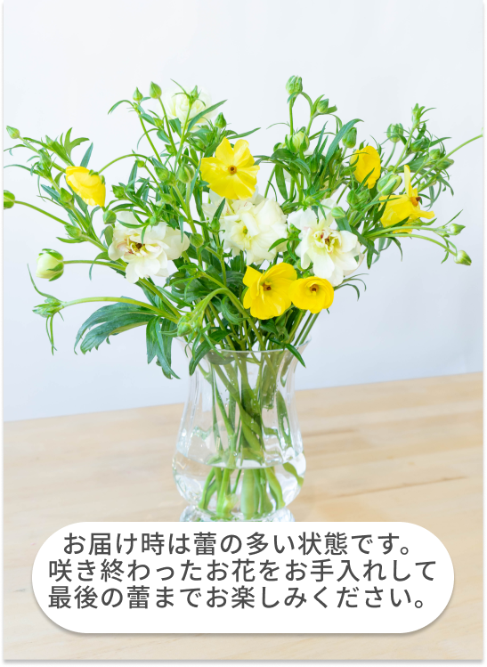 産地直送 ラナンキュラスラックス 花束 ピンク・ホワイト／岩手 三浦