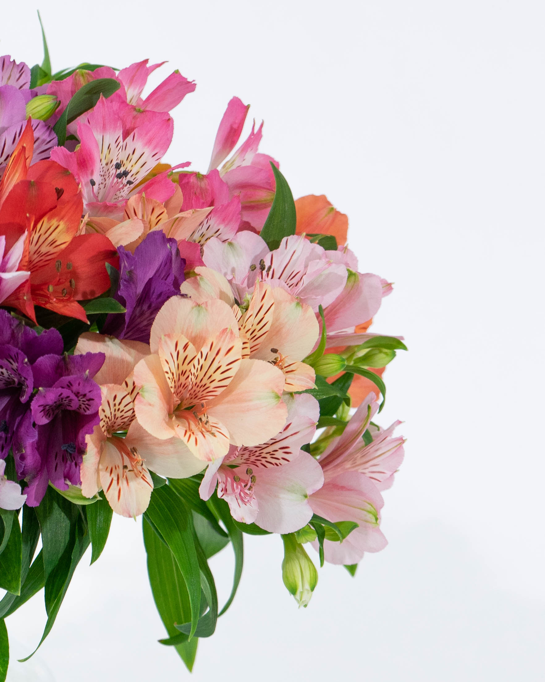 産地直送 アルストロメリア 花束 ミックス（15本入り）／長野 片桐花卉