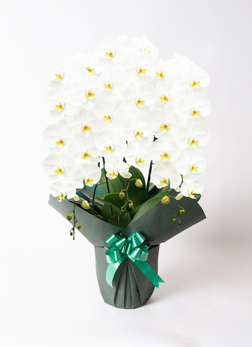 large-flower-white-7_green.jpg