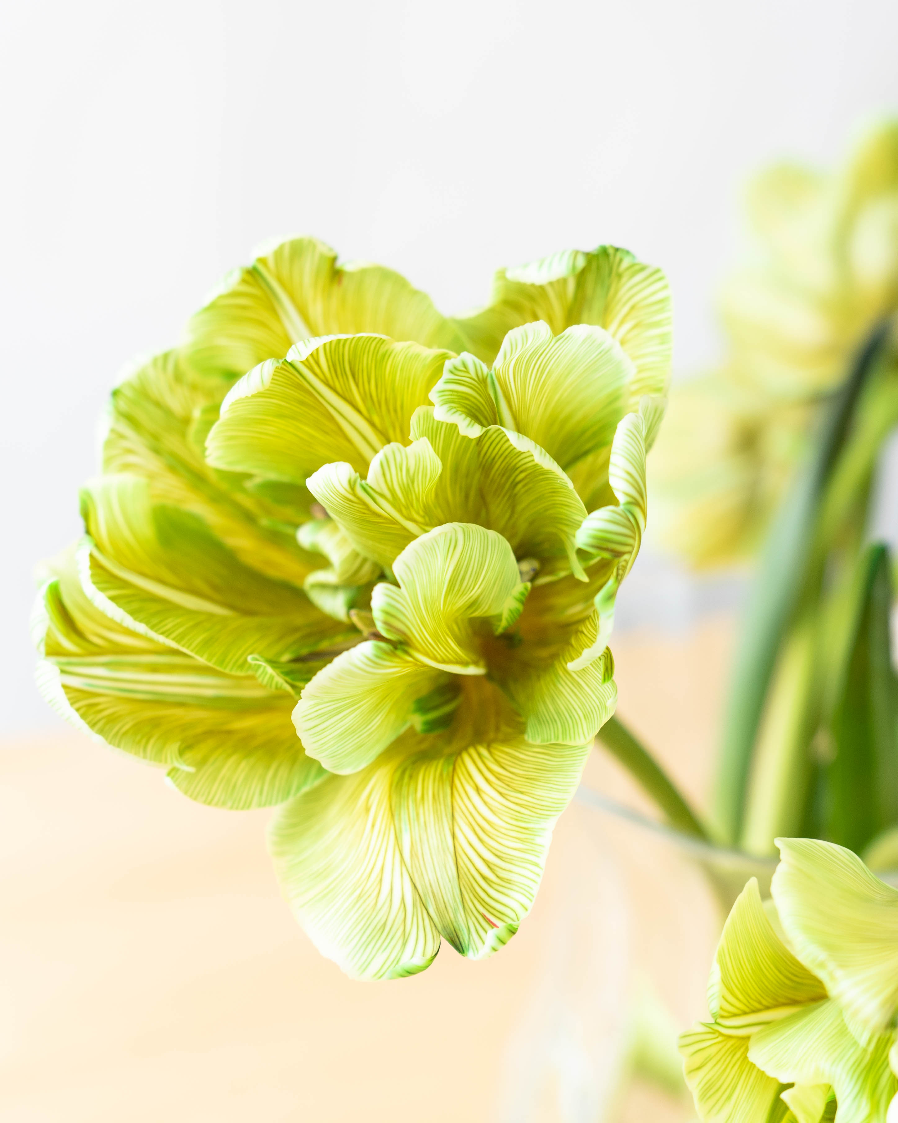 産地直送 チューリップ 花束 染めグリーン（10本入り）／富山 富山県