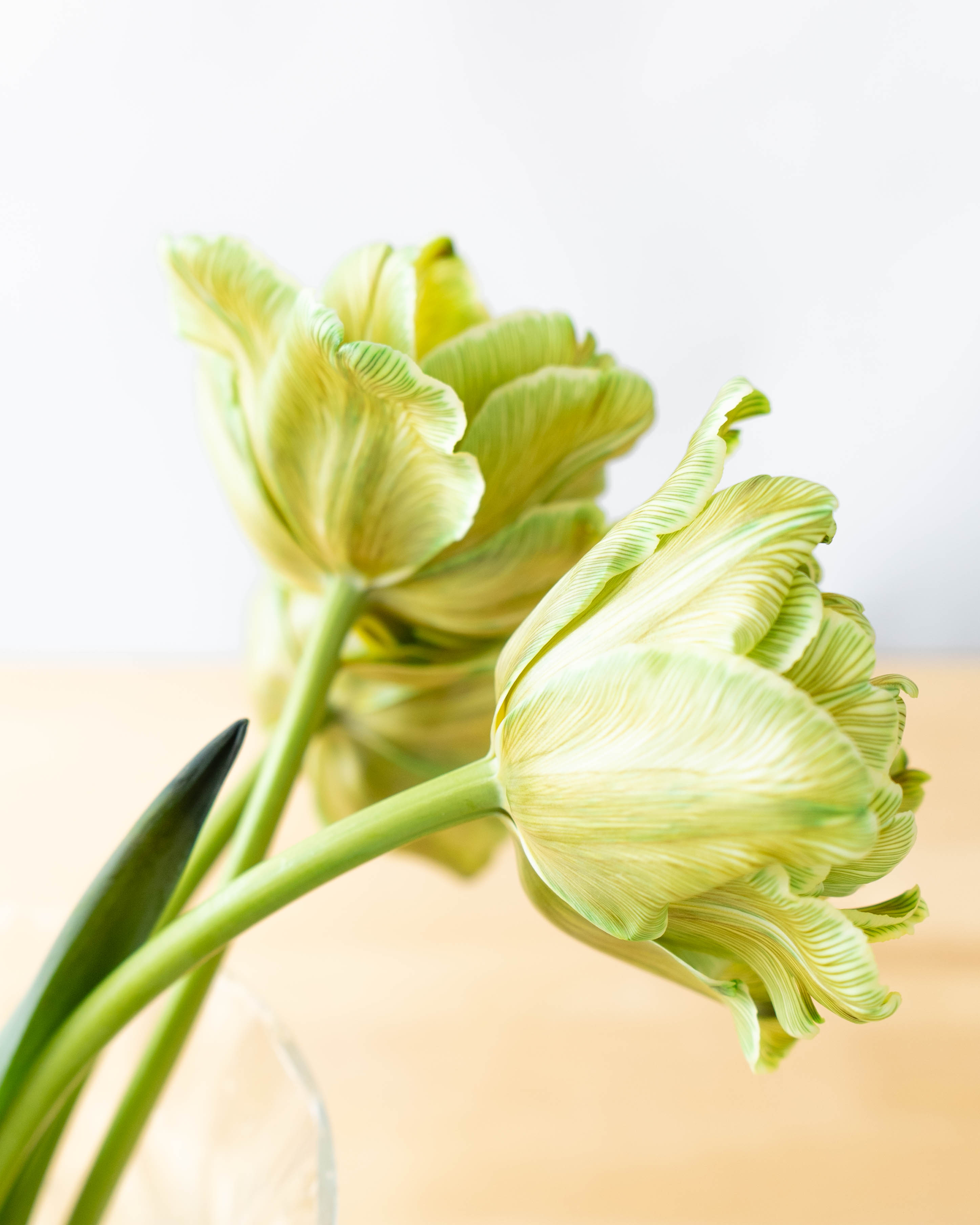 産地直送 チューリップ 花束 染めグリーン（10本入り）／富山 富山県