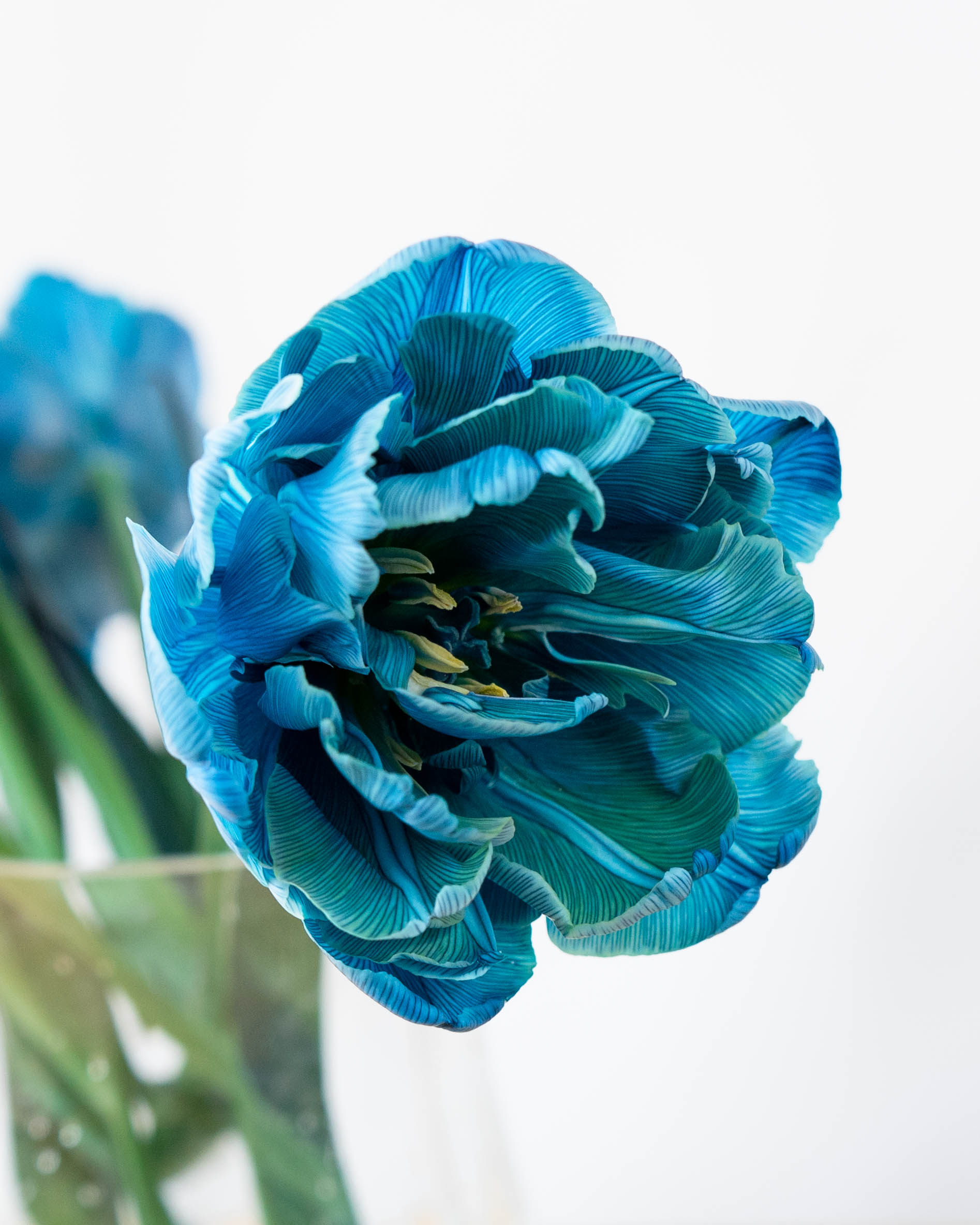 産地直送 チューリップ 花束 染めブルー（10本入り）／富山 富山県花卉