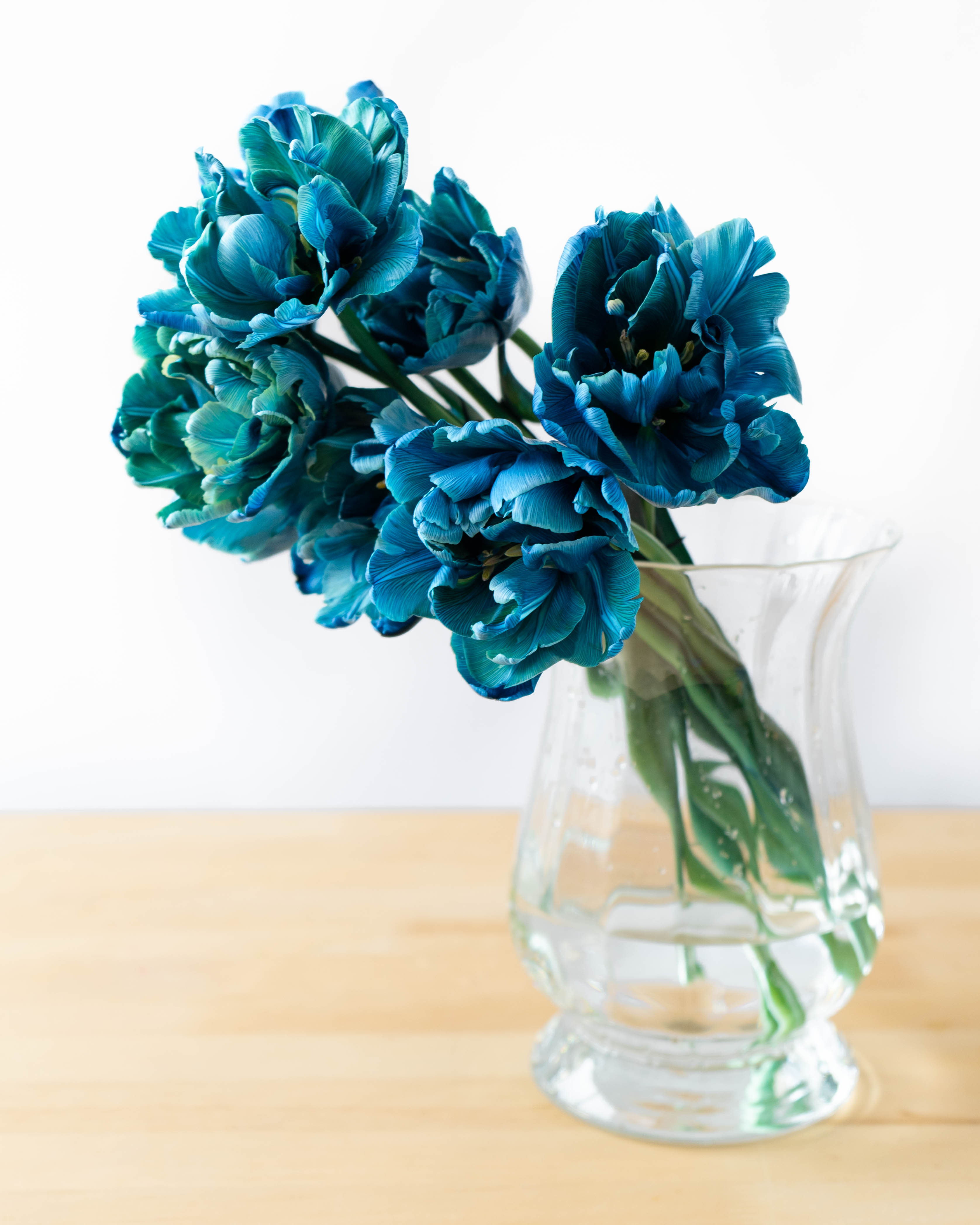 産地直送 チューリップ 花束 染めブルー（10本入り）／富山 富山県花卉