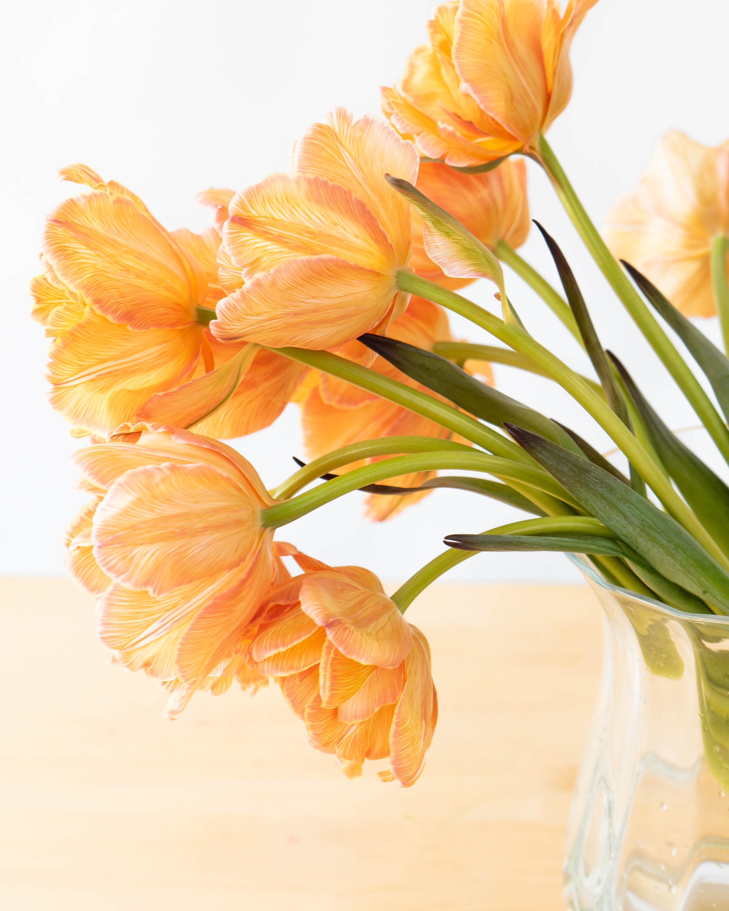 産地直送 チューリップ 花束 染めモカ（10本入り）／富山 富山県花卉