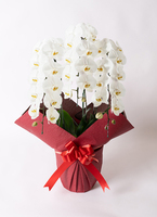 おるがん社　にしおゆき作　立ち人形　「花をおくる」　赤い花 large-flower-white-2_red.jpg?
