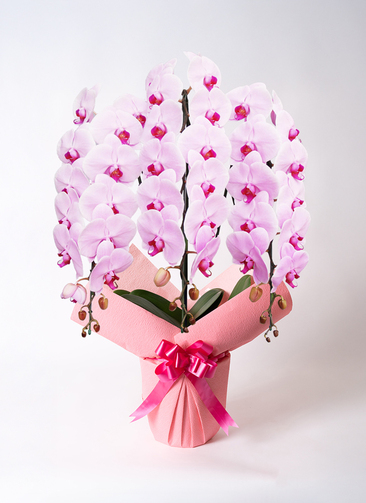 胡蝶蘭大輪 ピンク 3本立ち 40輪〜45輪前後 | 胡蝶蘭ならHitoHana(ひと