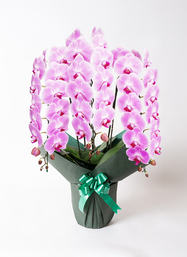 胡蝶蘭大輪 ピンク 3本立ち 35輪〜40輪前後 | 胡蝶蘭なら