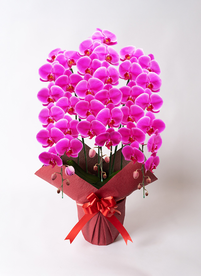 胡蝶蘭大輪 ピンク ホンリンローズ 3本立ち 40輪〜45輪前後 | 胡蝶蘭