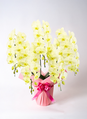 淡い黄色のランの花胡蝶蘭大輪花付き5鉢 胡蝶蘭大輪 黄色 グリーンアース 5本立ち 55輪〜63輪前後 | 胡蝶