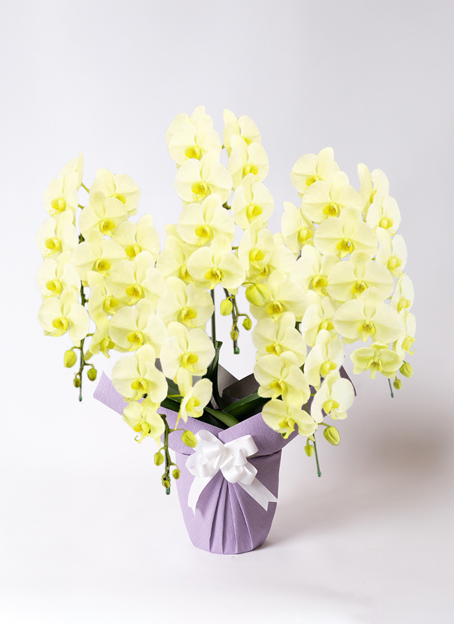 淡い黄色のランの花胡蝶蘭大輪花付き5鉢 胡蝶蘭大輪 黄色 グリーンアース 5本立ち 55輪〜63輪前後 | 胡蝶