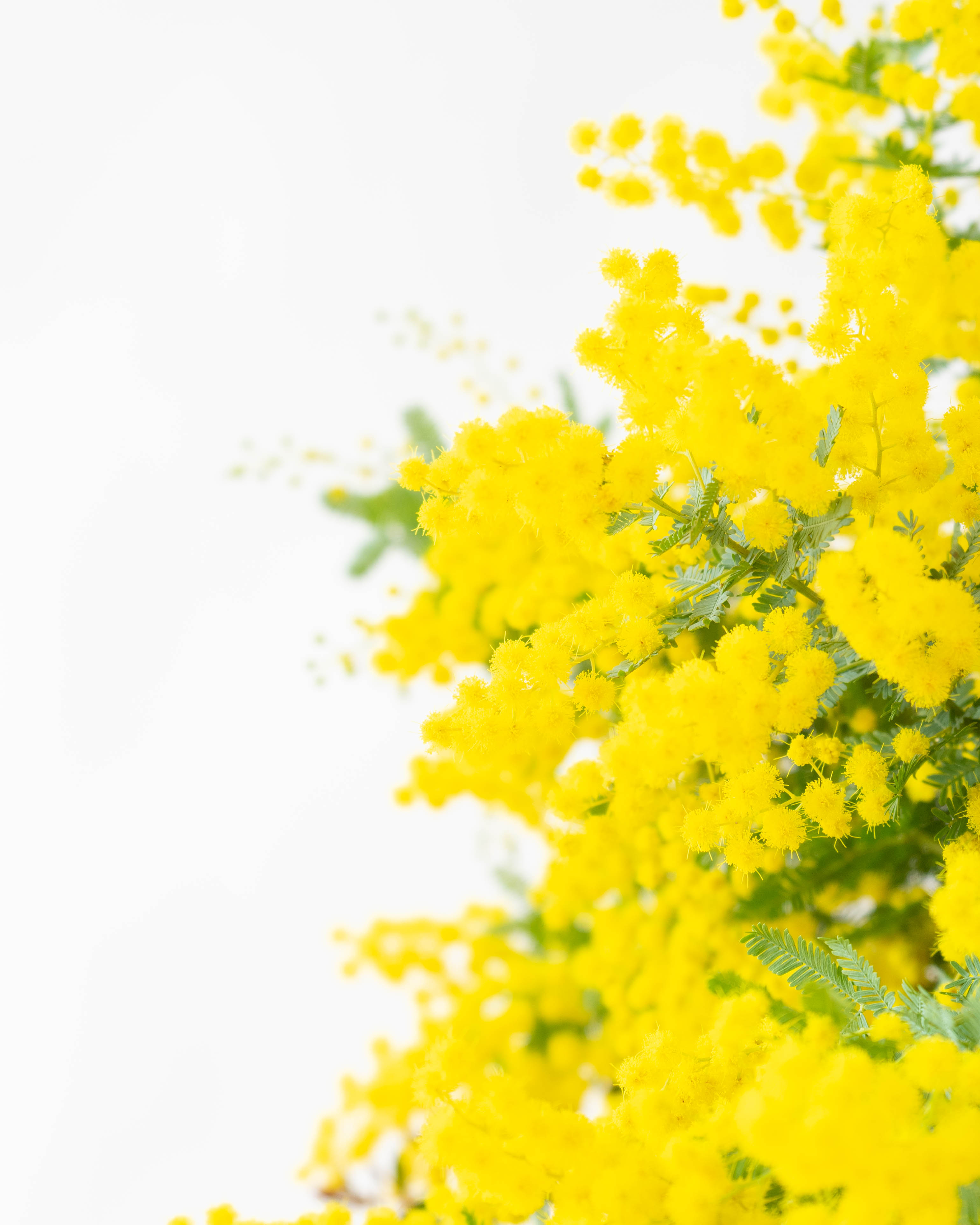 産地直送 ミモザ 花束 Sサイズ(10本)／茨城 萩島園芸からお届け | 花束