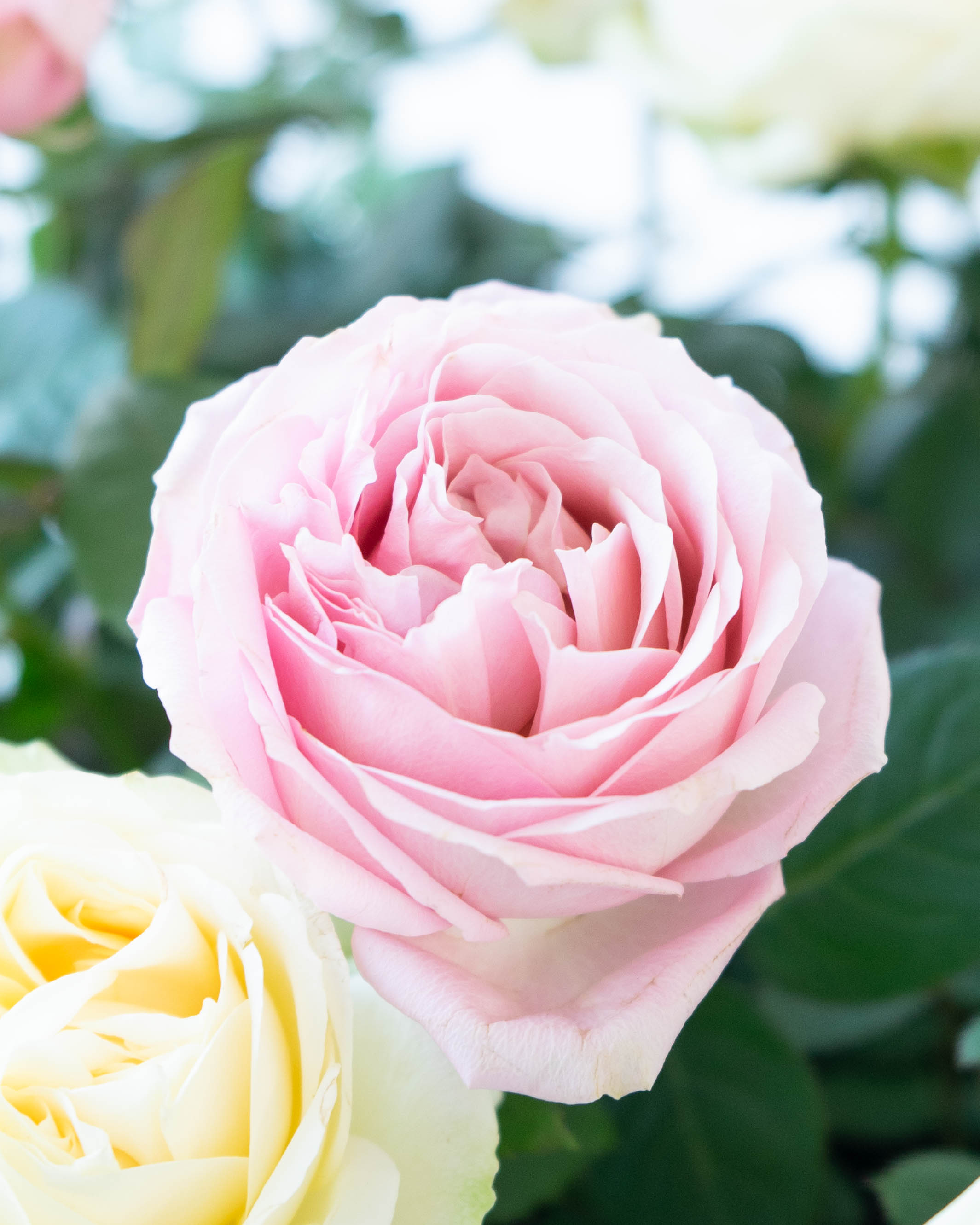 産地直送 ミニバラ インフィニティ ホワイト・ピンク 7号 寄せ植え