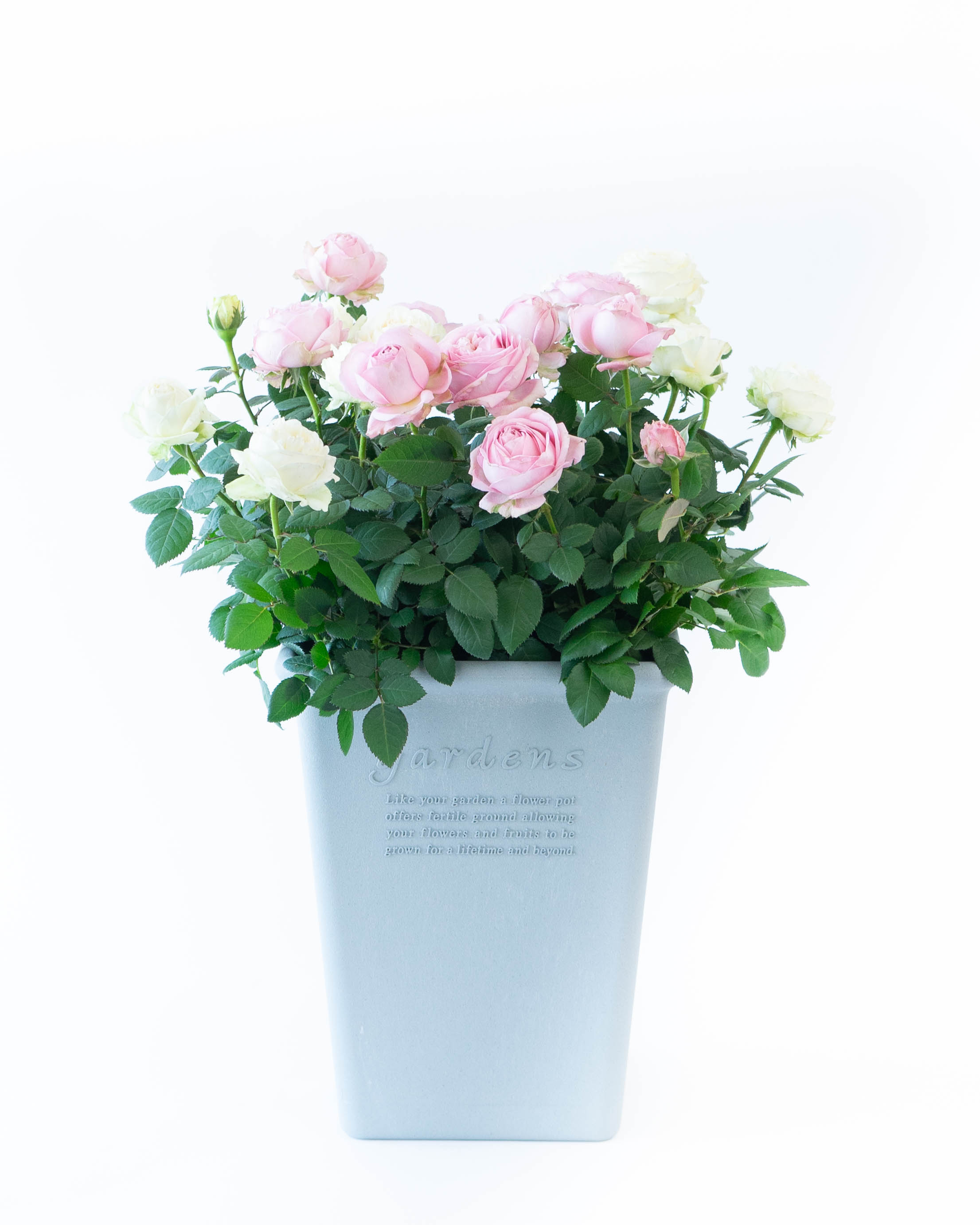 産地直送 ミニバラ インフィニティ ホワイト・ピンク 7号 寄せ植え