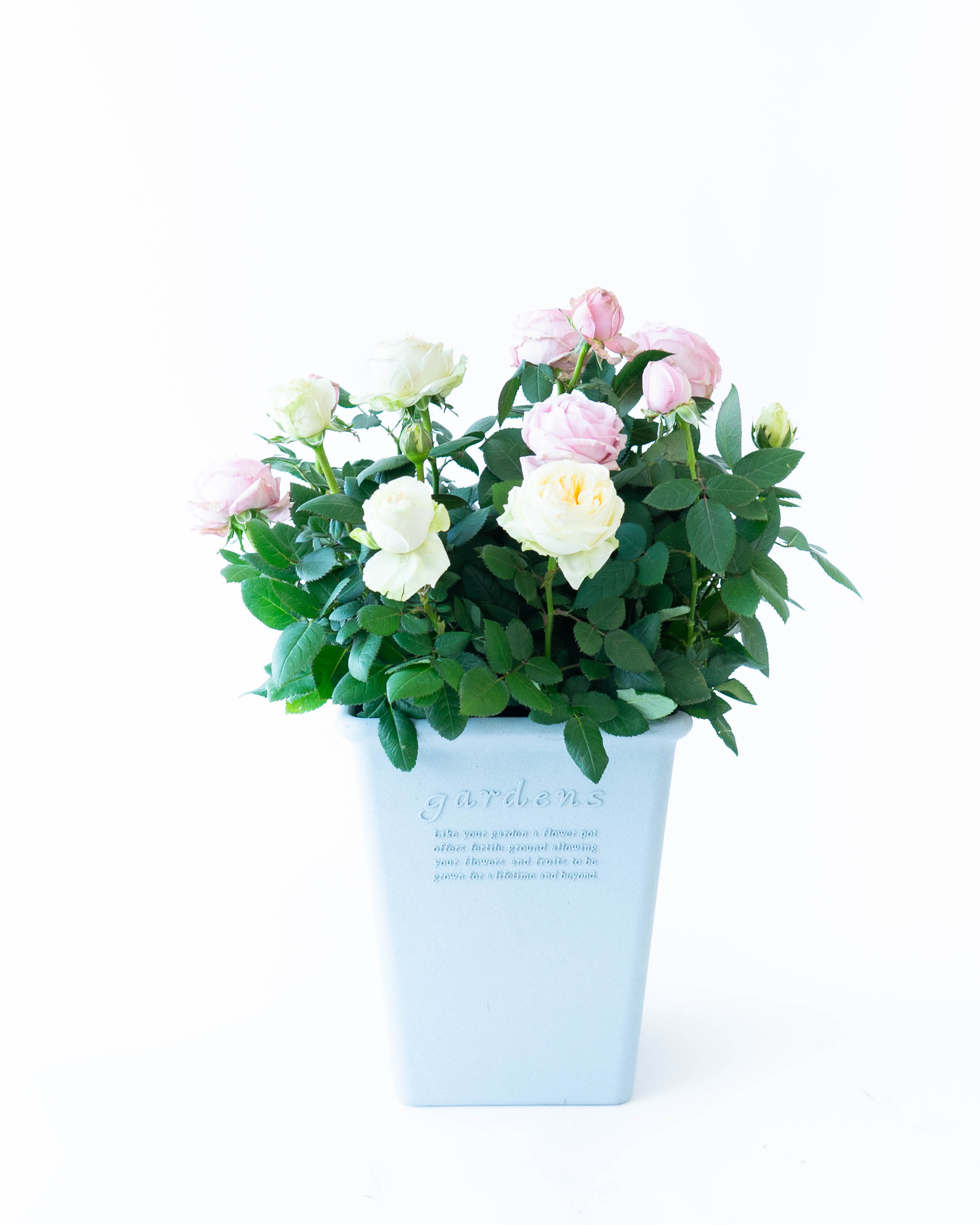 産地直送 ミニバラ インフィニティ ホワイト・ピンク 7号 寄せ植え