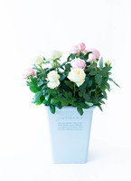産地直送 ミニバラ インフィニティ ホワイト・ピンク 7号 寄せ植え