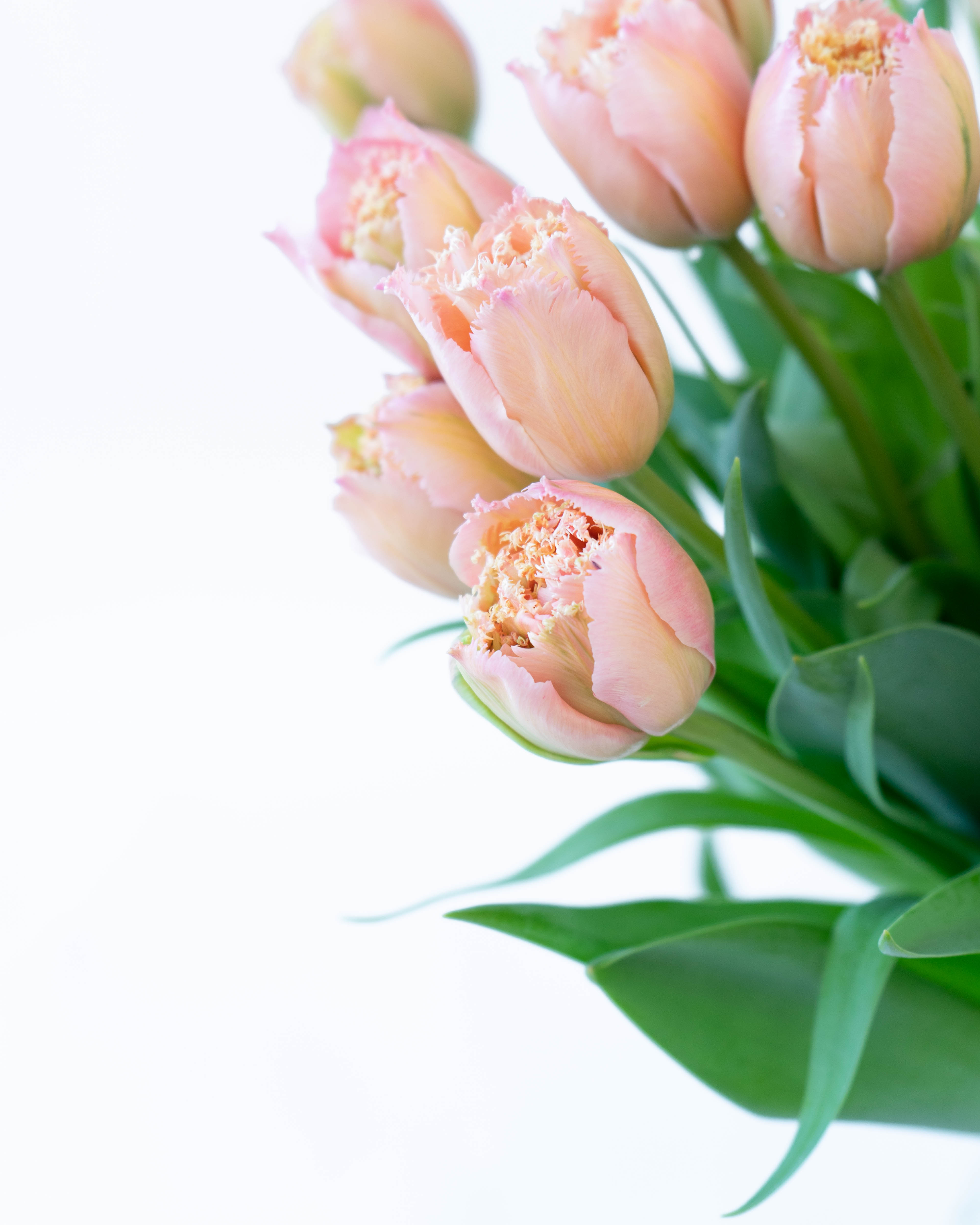 産地直送 チューリップ花束 ピンクマジック（20本入り）／富山 富山県