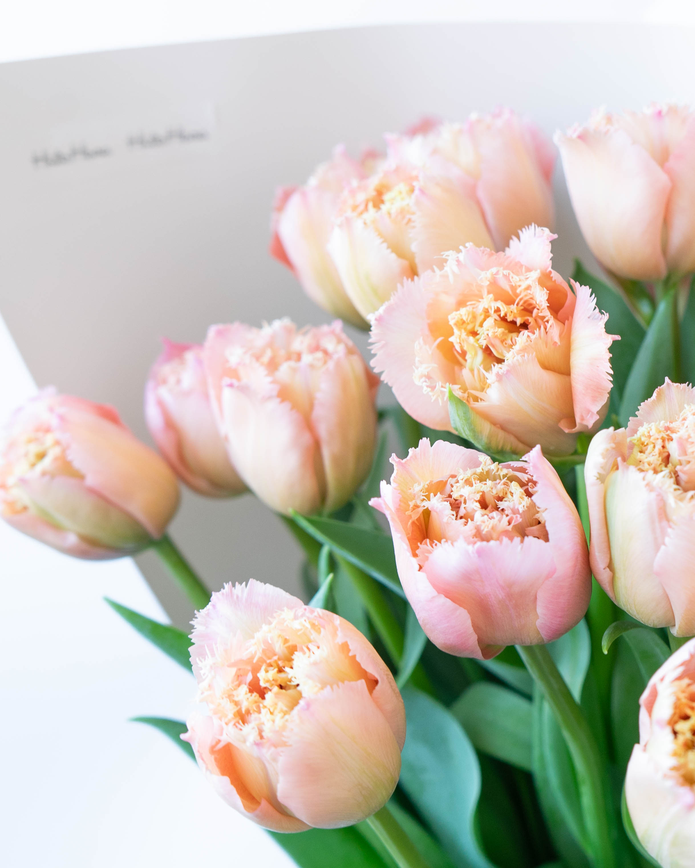 産地直送 チューリップ花束 ピンクマジック（20本入り）／富山 富山県