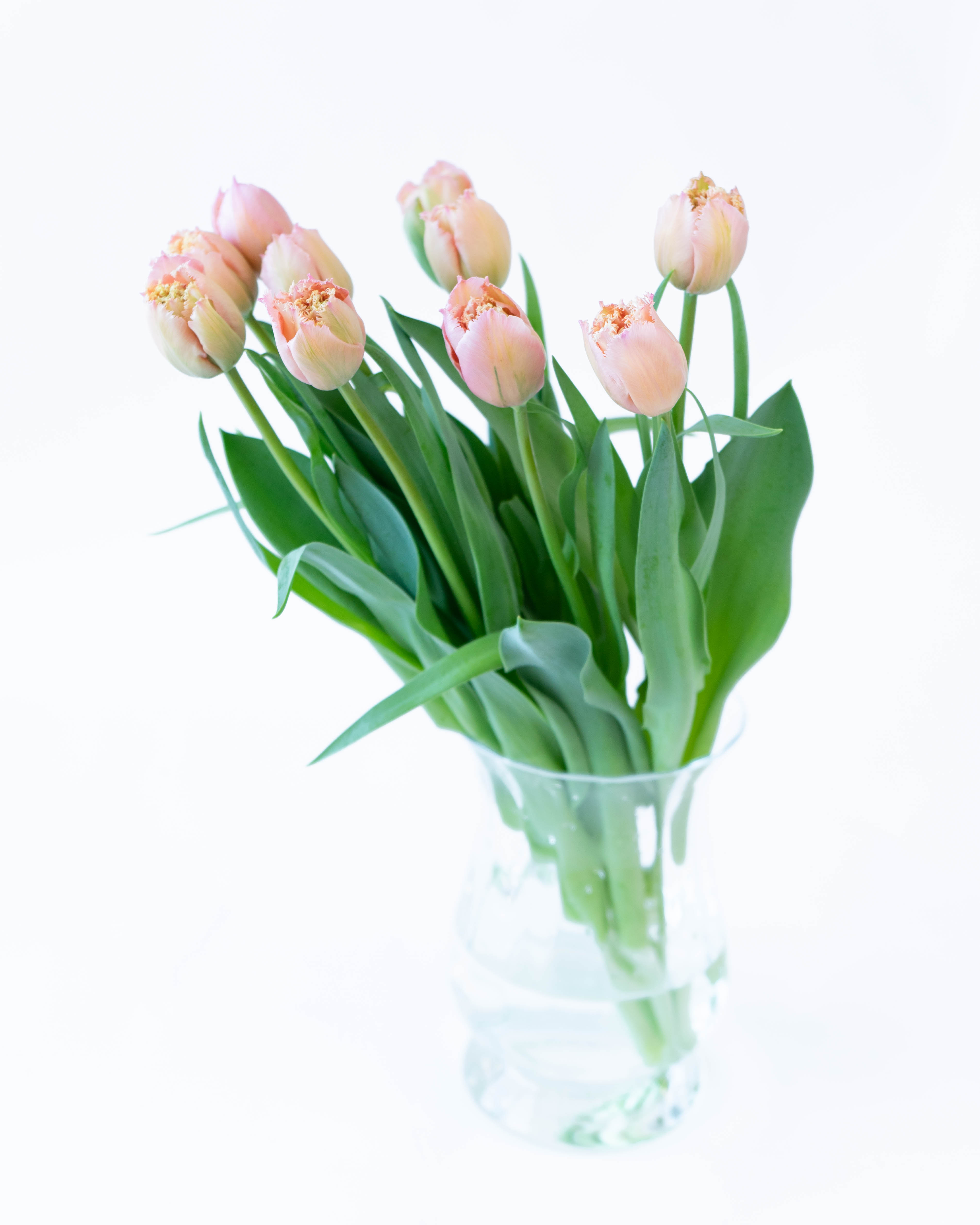 チューリップ 　TULIP OFFICIAL MAGAZINE　全12冊+4冊 Amazon.co.jp: チューリップランド TULIP LAND [12