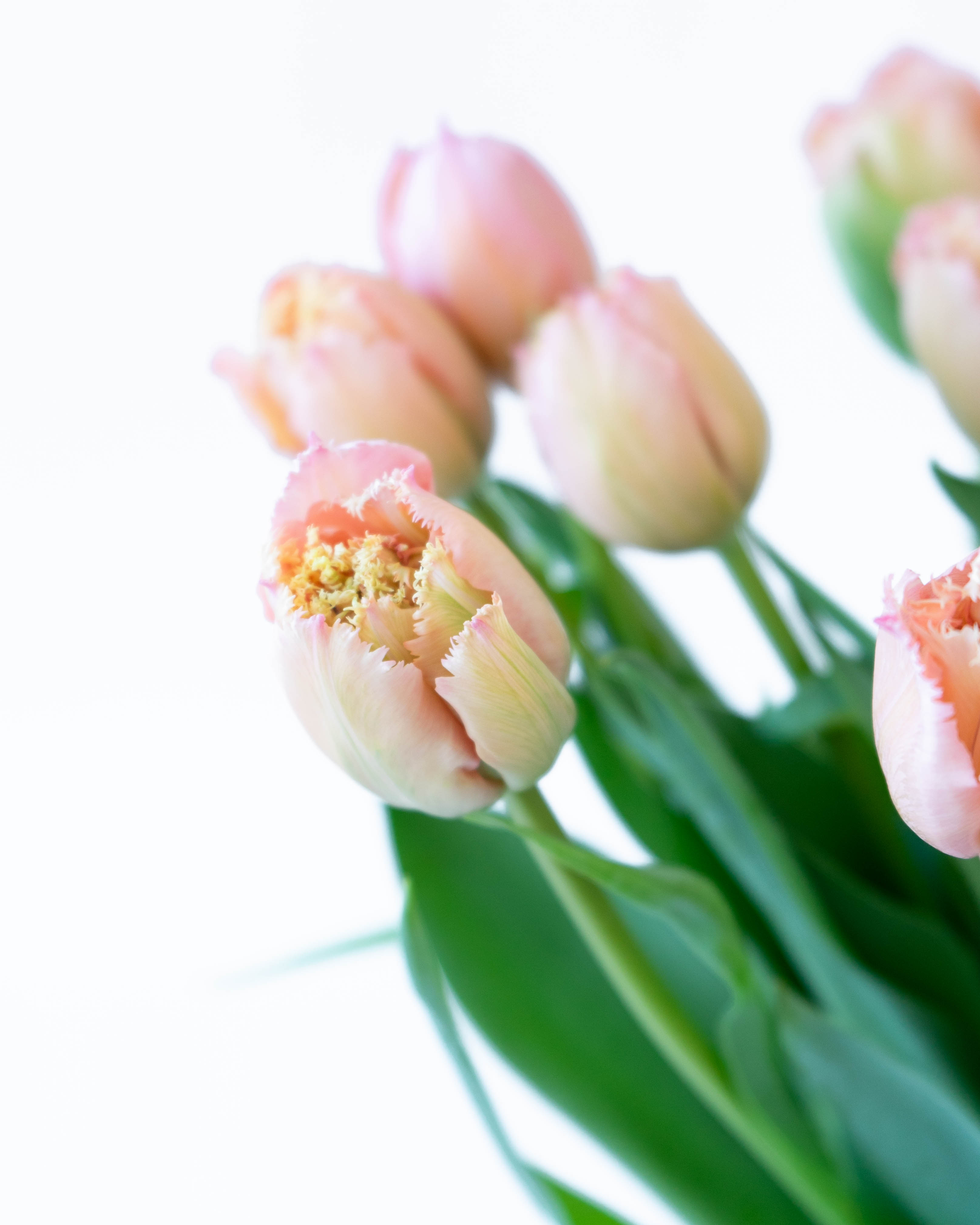 産地直送 チューリップ花束 ピンクマジック（10本入り）／富山 富山県