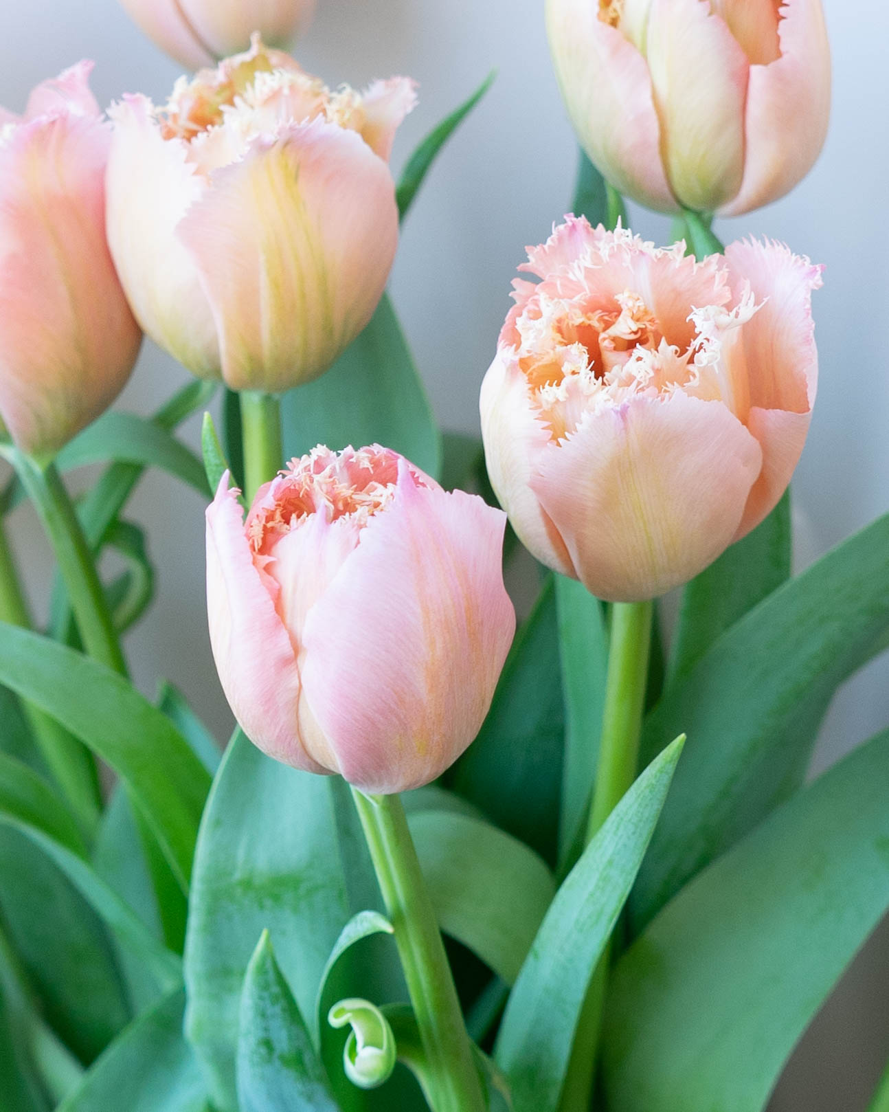 産地直送 チューリップ花束 ピンクマジック（10本入り）／富山 富山県