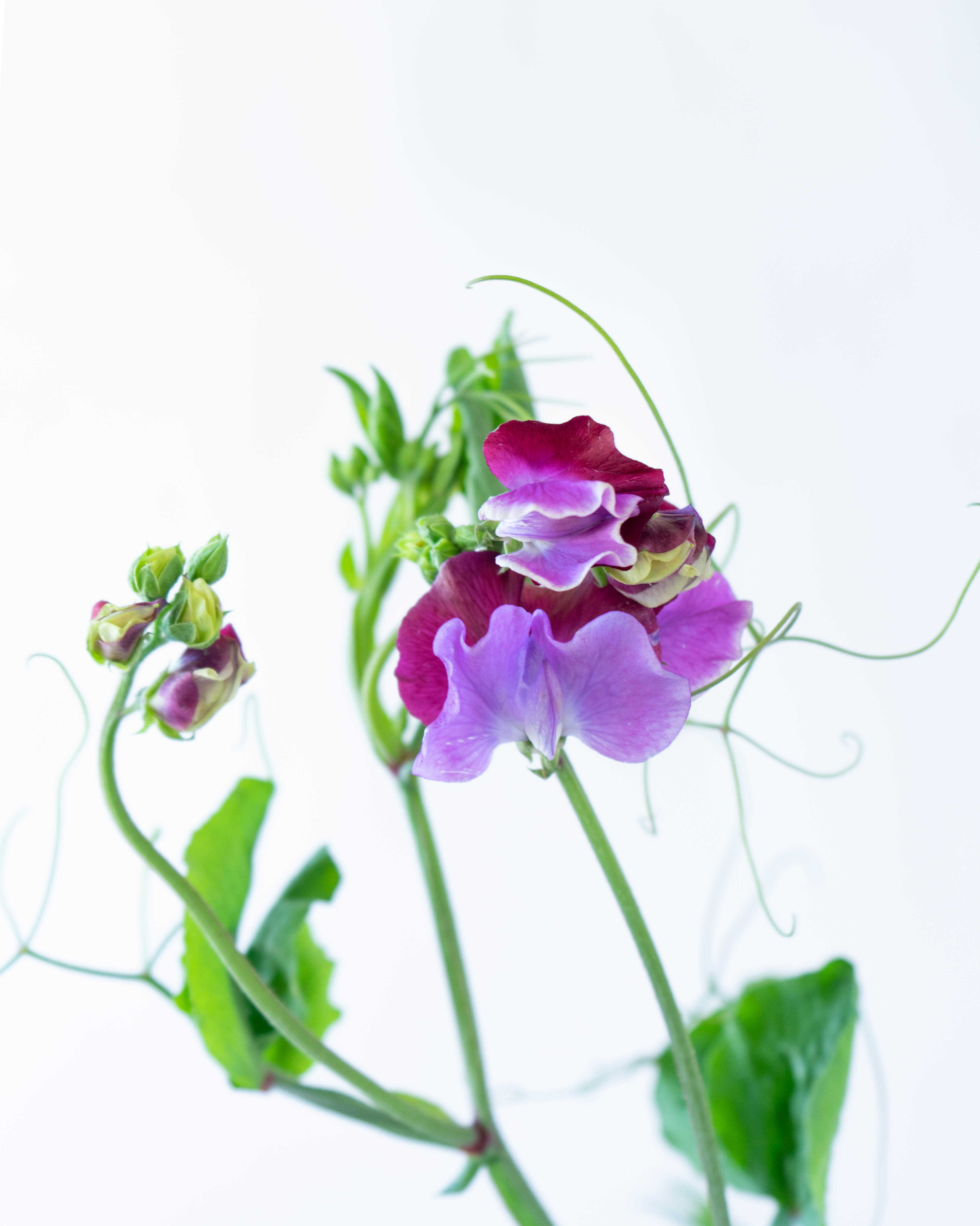 産地直送 枝切スイートピー 花束 ミックス 産直箱 ラッピングあり（15