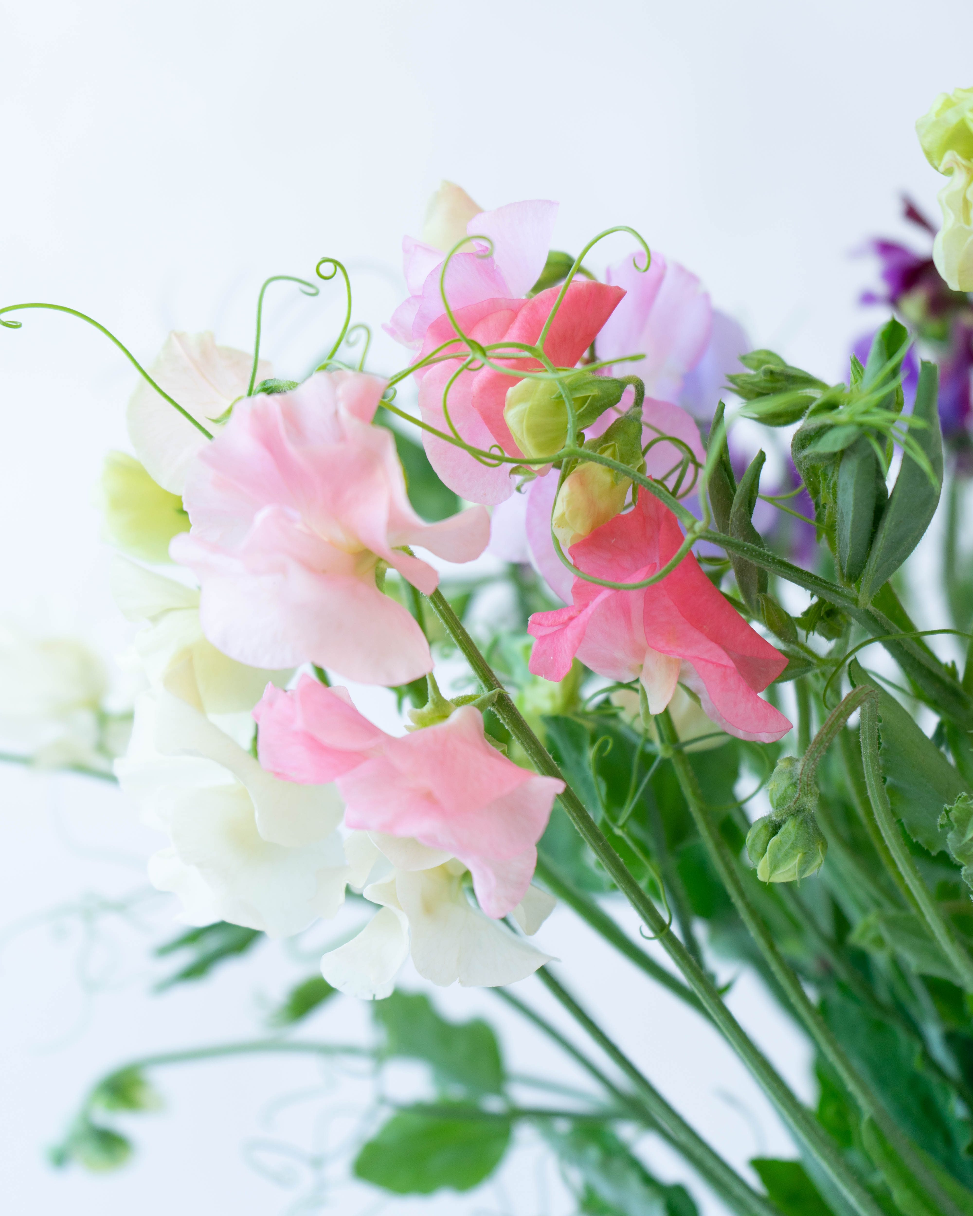 産地直送 枝切スイートピー 花束 ミックス 産直箱 ラッピングあり（15