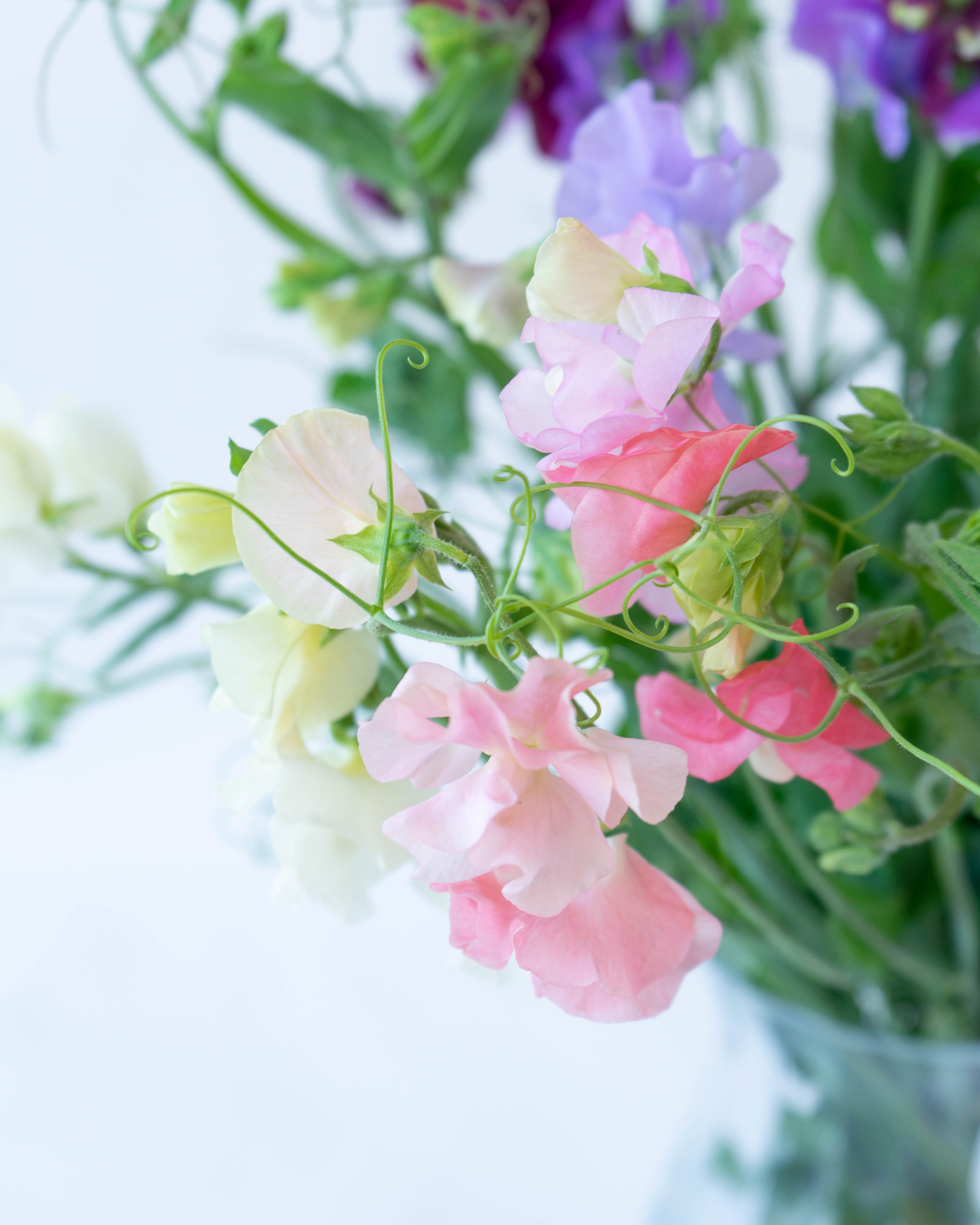 産地直送 枝切スイートピー 花束 ミックス 産直箱 ラッピングあり（15