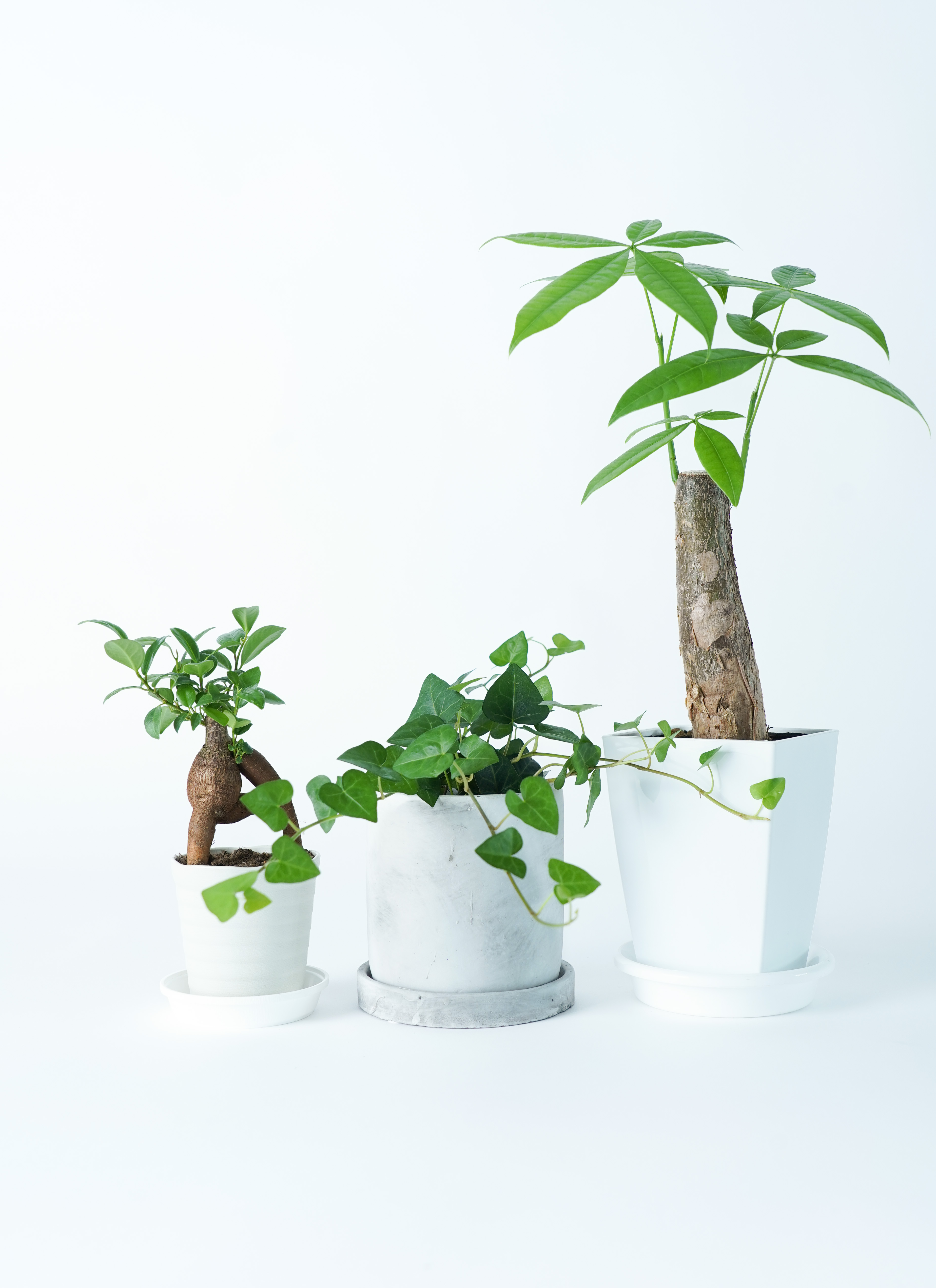 観葉植物 初心者にもおすすめお試し3点セット（パキラ 4号・ガジュマル