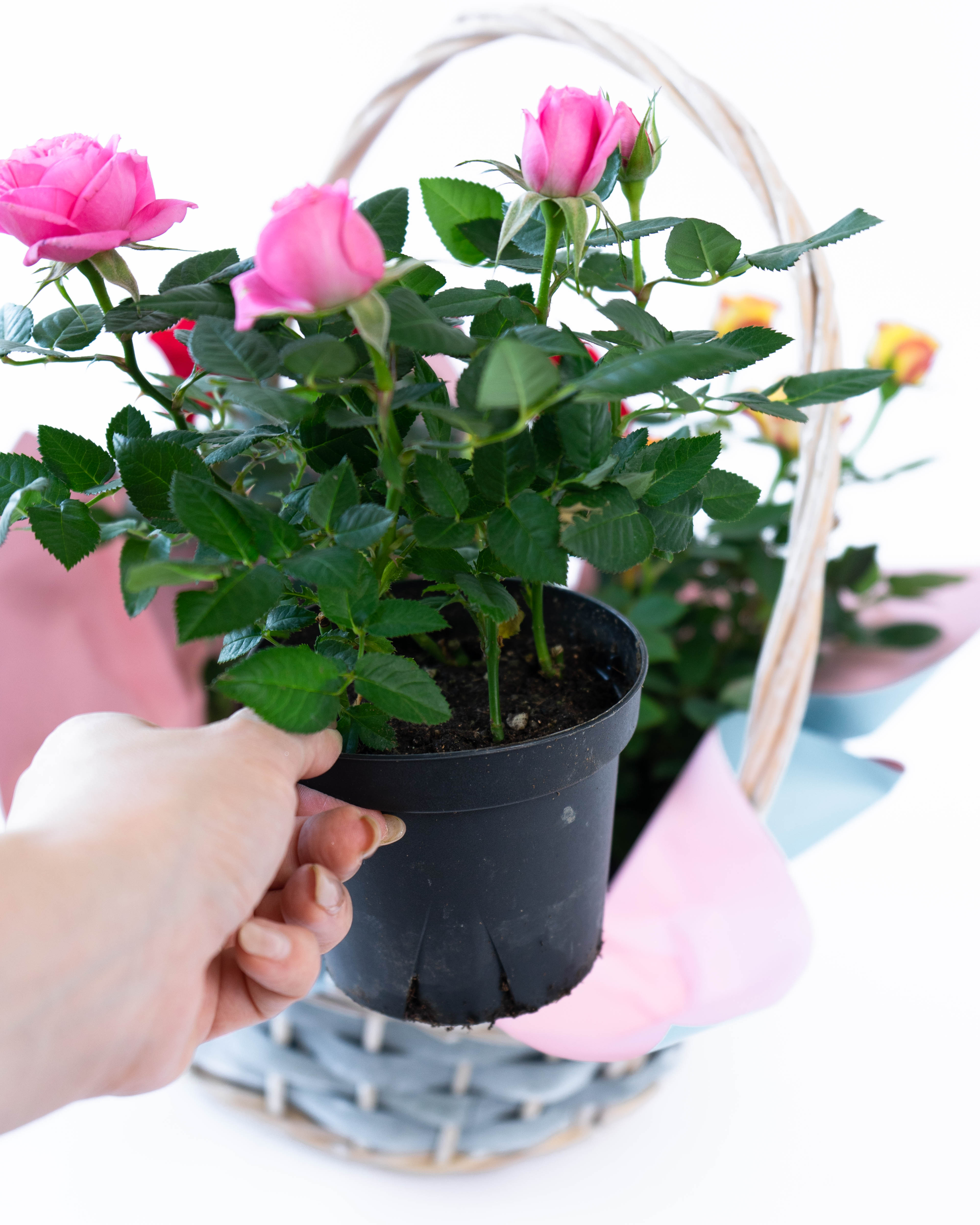 母の日】産地直送 ミニバラ 鉢植えのお花 7号 グレーバスケット／岐阜