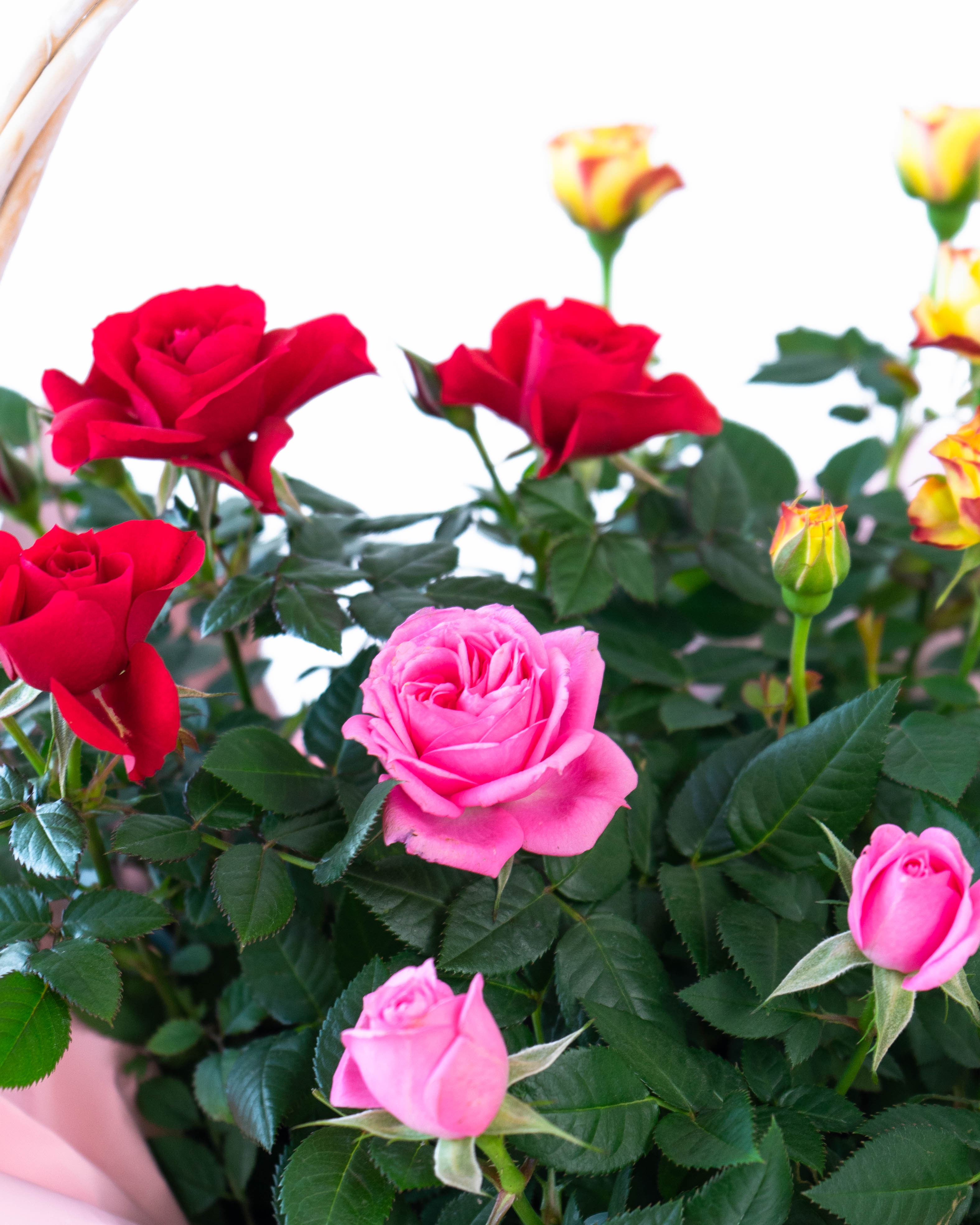 母の日】産地直送 ミニバラ 鉢植えのお花 7号 グレーバスケット／岐阜