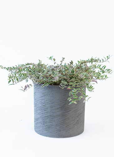 産地直送 鉢植え 庭木 ロニセラ ホワイトマジック 5号 陶器鉢 エッシ