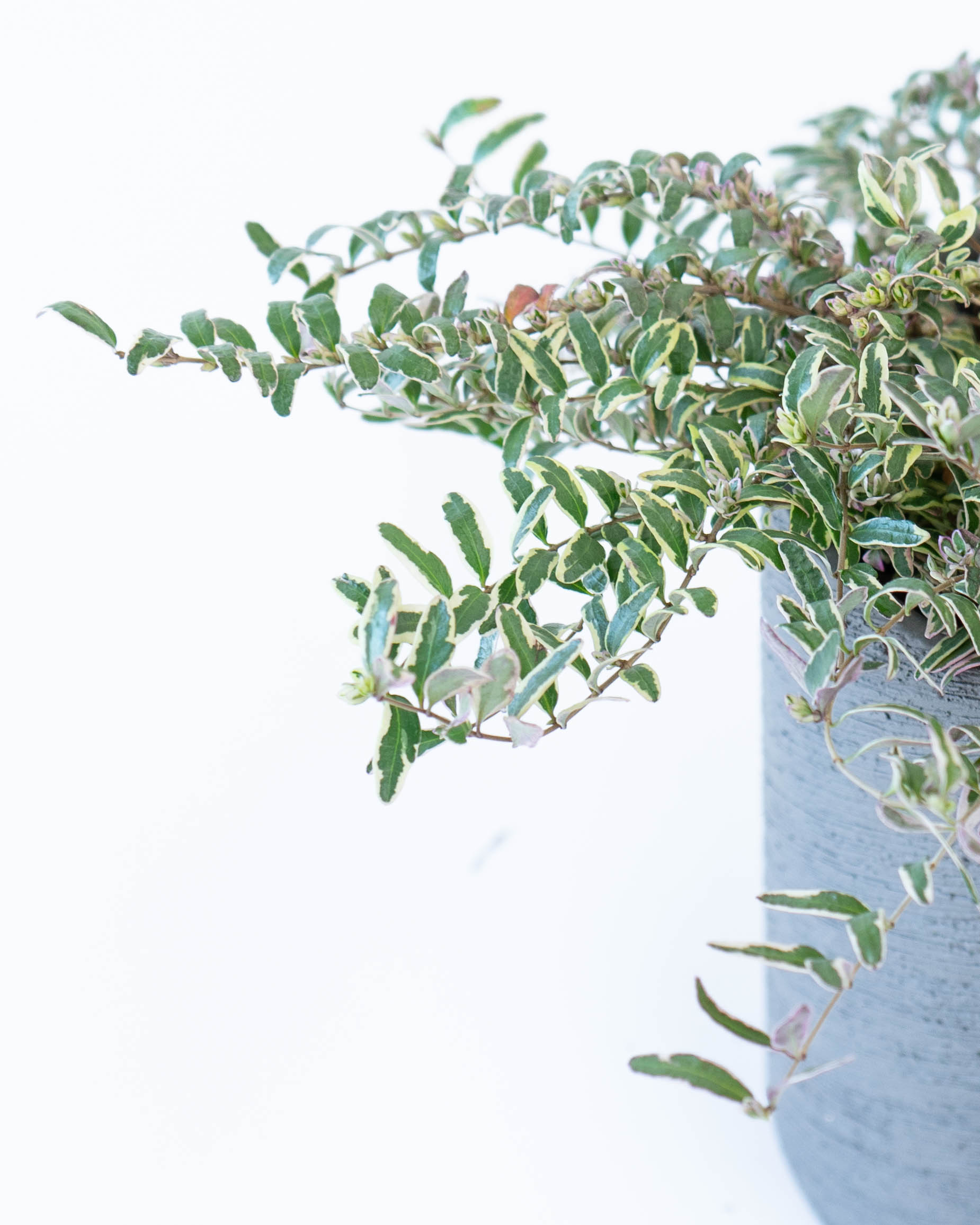 産地直送 鉢植え 庭木 ロニセラ ホワイトマジック 5号 陶器鉢 エッシ