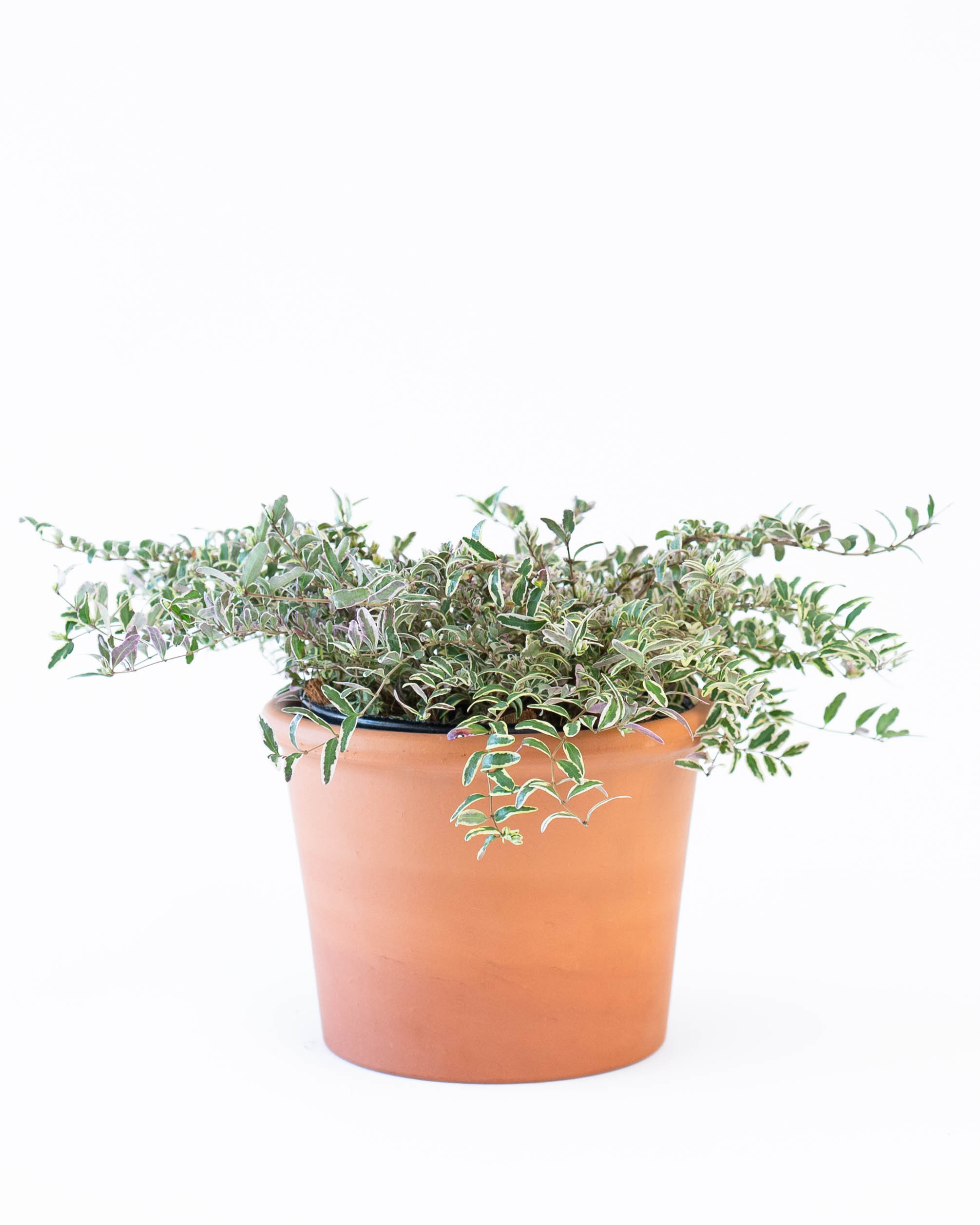 ライオン セラミック ポット 鉢植え ビンテージ 一点もの 希少品 植木鉢 ライオン セラミック ポット 鉢植え ビンテージ 一点もの 希少品 植木鉢