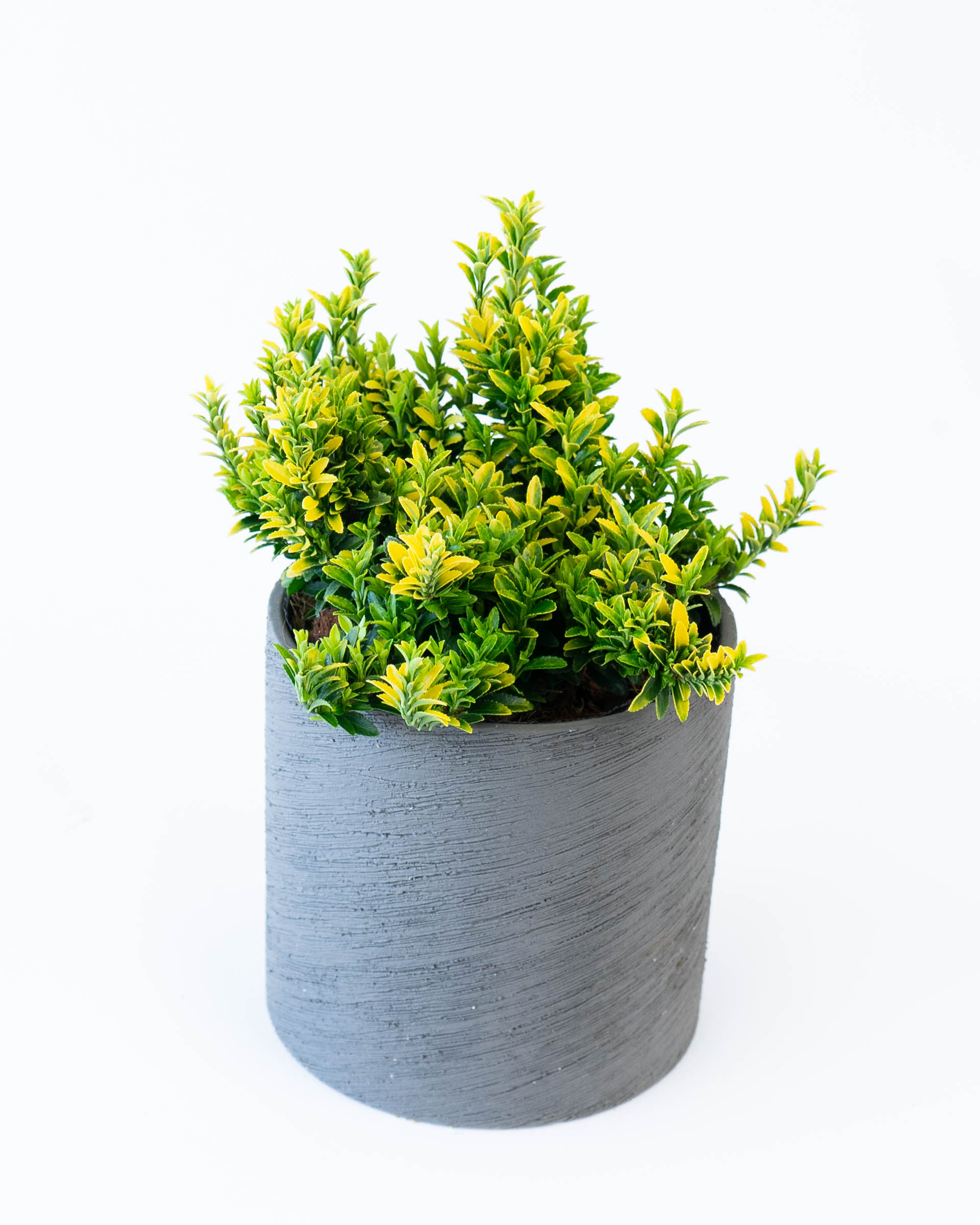 産地直送 鉢植え 庭木 ユオニマス ハピネス 5号 陶器鉢 エッシ 16 H