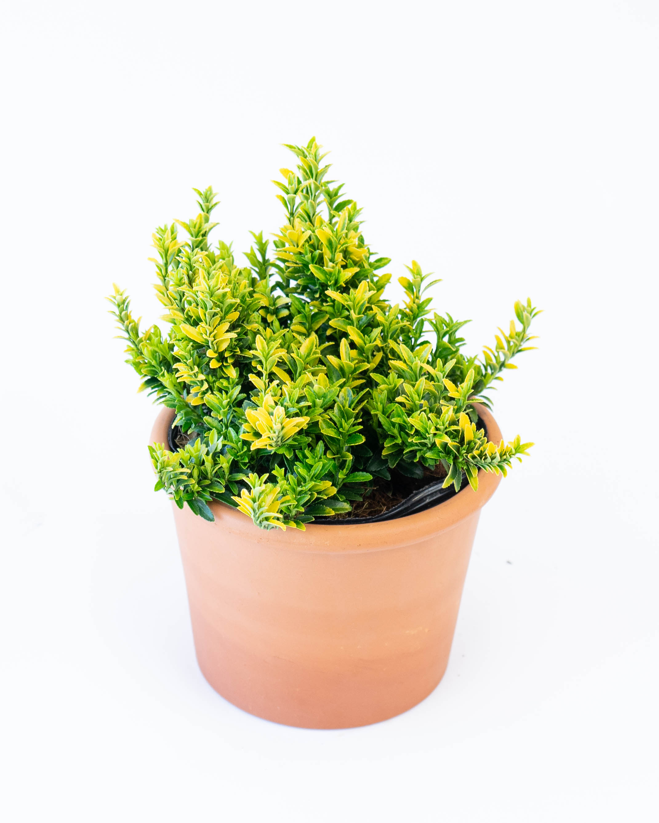 観葉植物
エバーフレッシュ　 産地直送 鉢植え 庭木 ユオニマス ハピネス 5号 陶器鉢 スタンダード