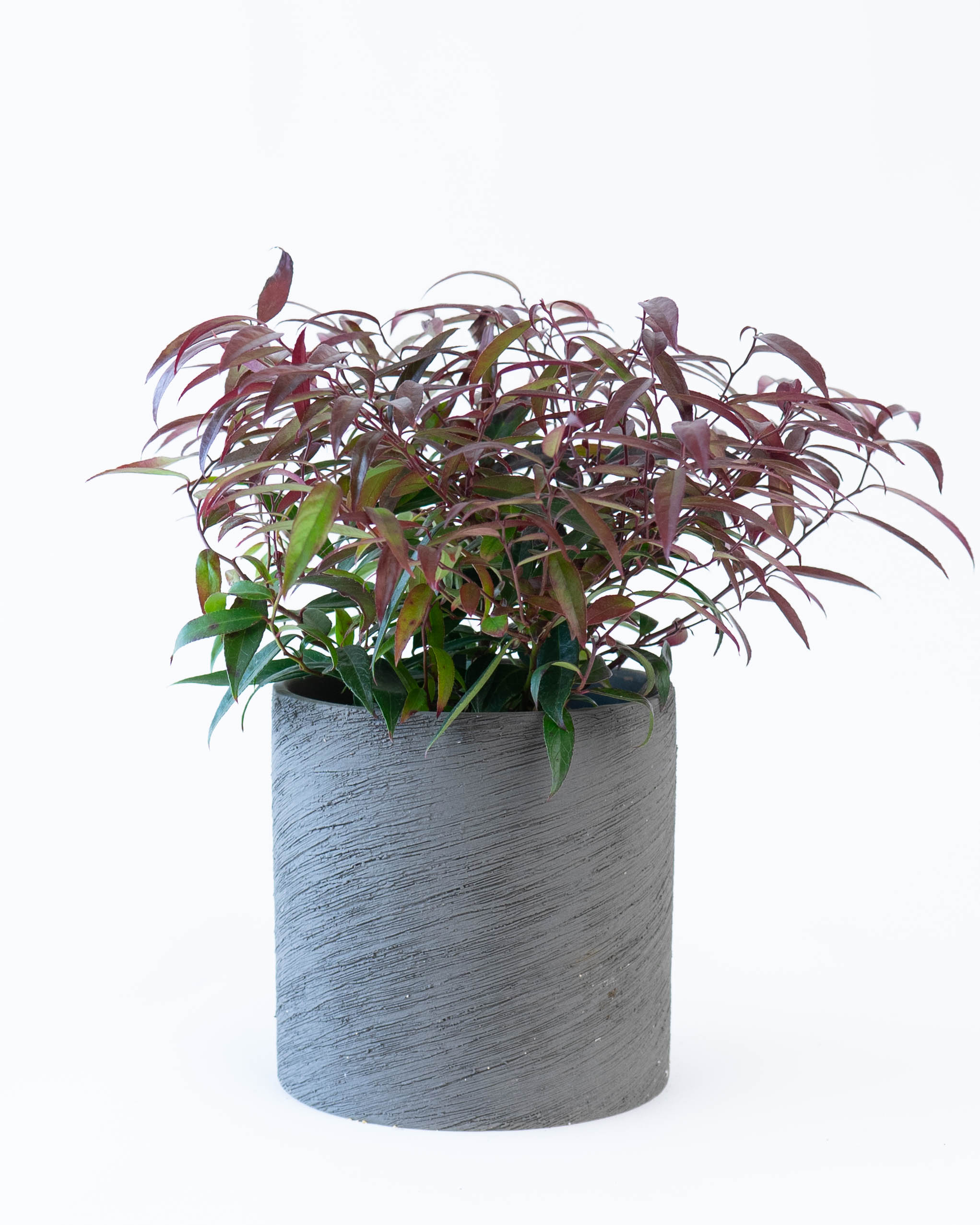 産地直送 鉢植え 庭木 ルコテー バーニングラブ 5号 陶器鉢 エッシ 16