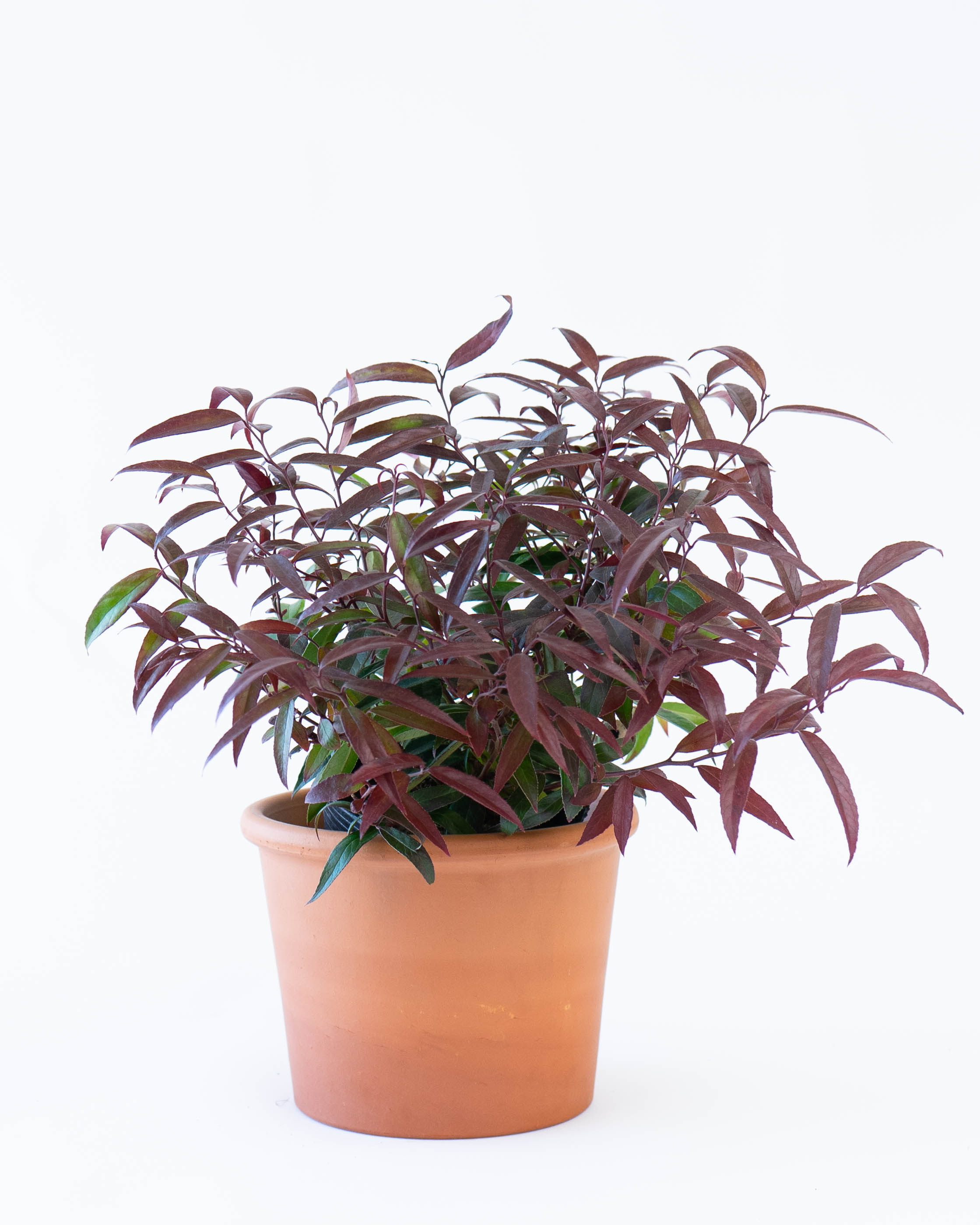 産地直送 鉢植え 庭木 ルコテー バーニングラブ 5号 陶器鉢