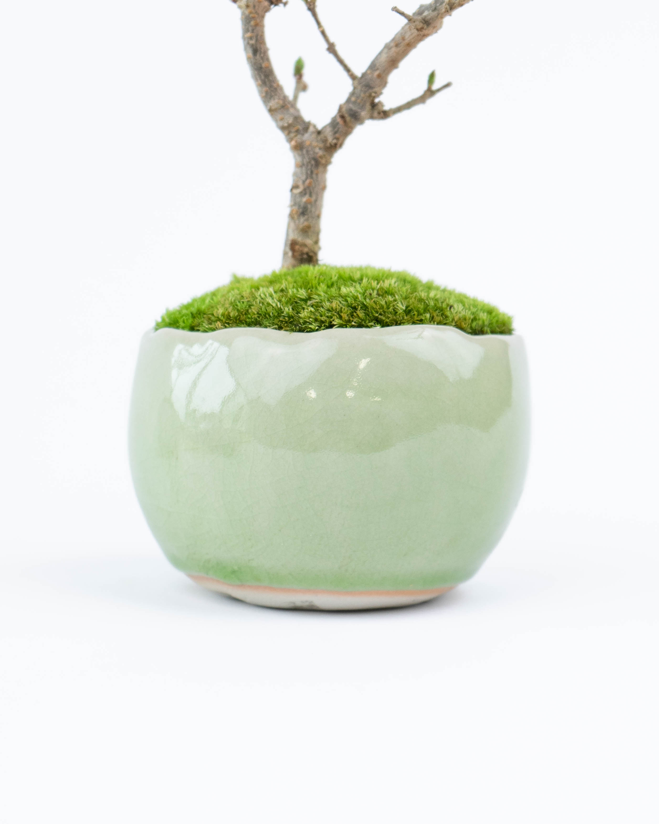 三河盆栽　姫レモン　盆栽 レモン盆栽】食べたレモンの種から育てる、植え替え曲付け Lemon