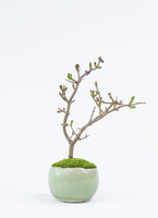 産地直送 盆栽 姫ライラック 鉢色 若草／山形 石木花からお届け | 盆栽